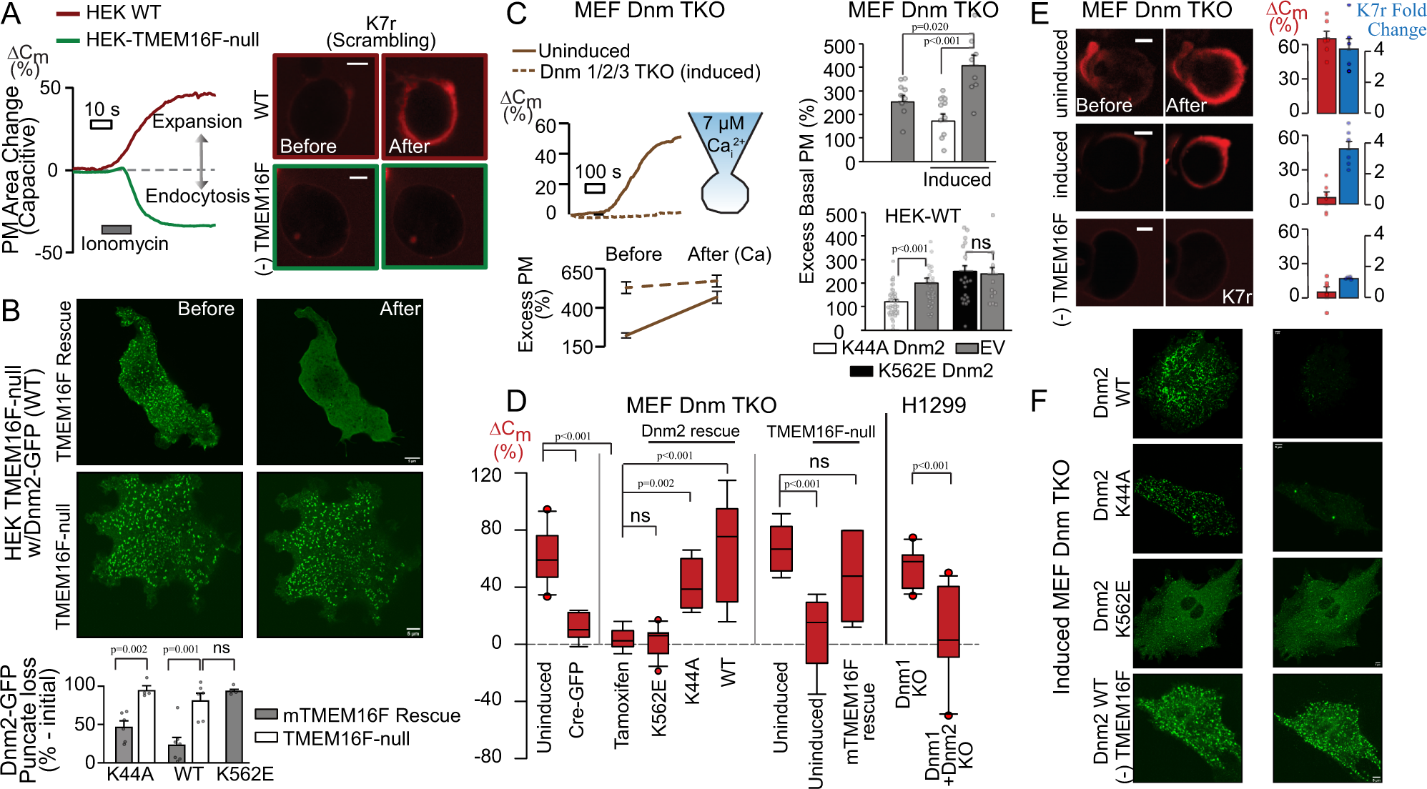 Tmem16f And Dynamins Control Expansive Plasma Membrane Reservoirs Nature Communications