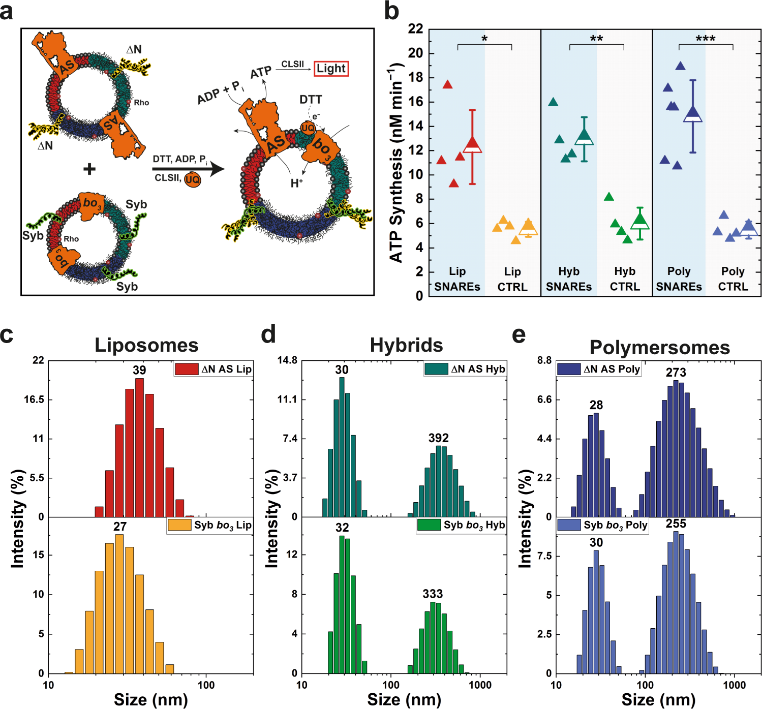 Fig. 4: SNARE-induced content mixing in different vesicles.