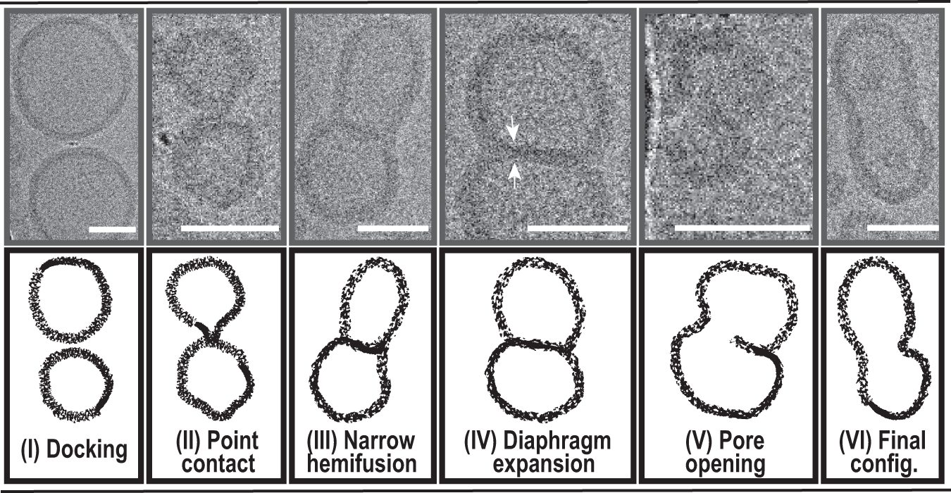 Fig. 5: Proposed fusion intermediates of SNARE-mediated polymersome fusion.