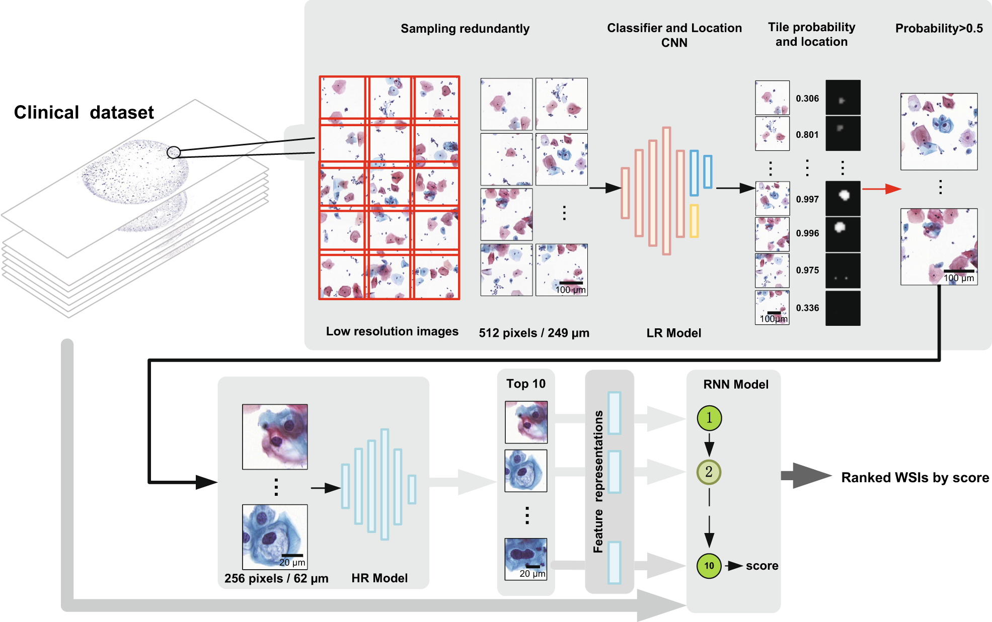 Robust whole slide image analysis for cervical cancer screening using deep  learning | Nature Communications