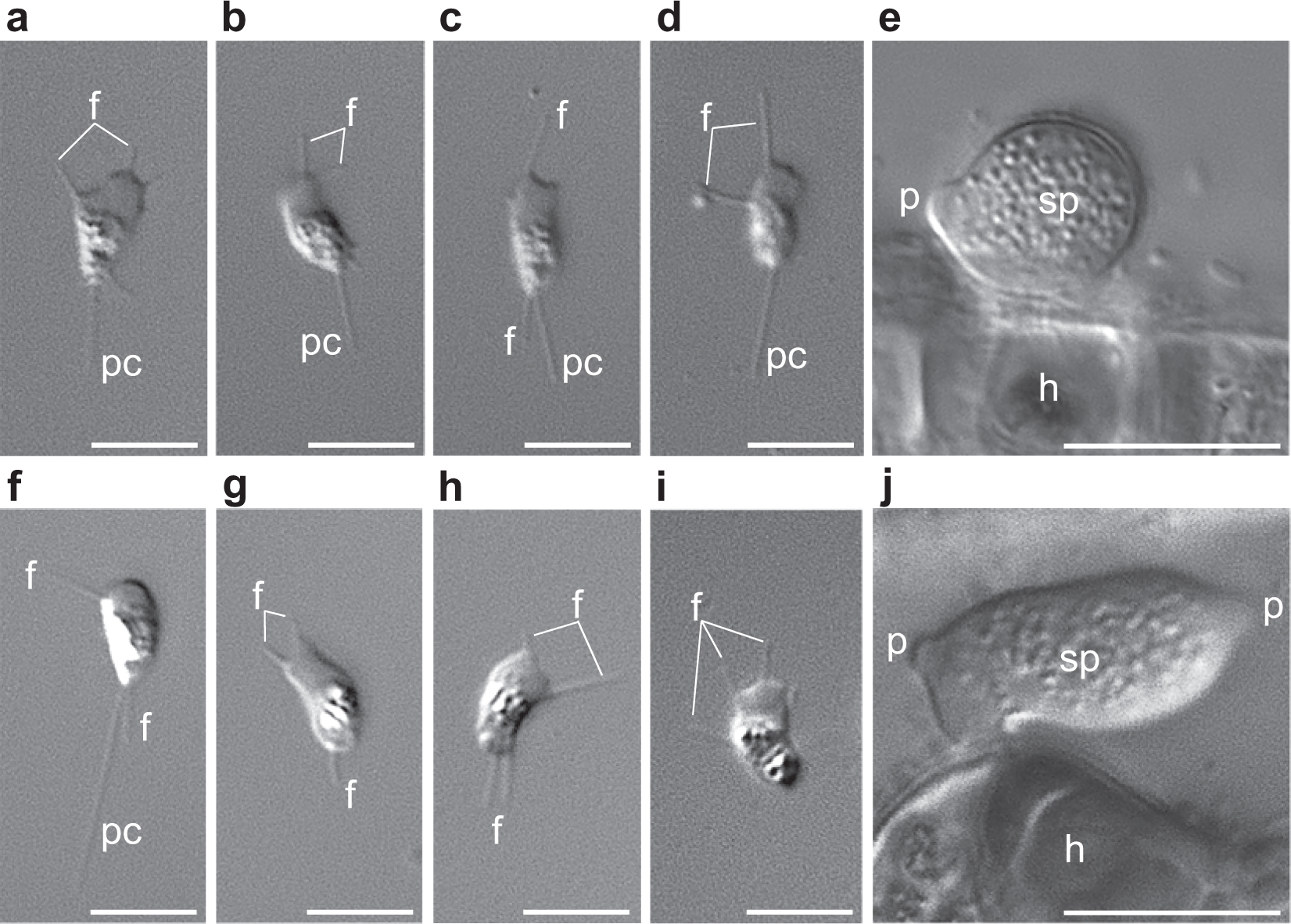 Phylogenomics of a new fungal phylum reveals multiple waves of reductive evolution across Holomycota | Nature Communications Phylogenomics of a new fungal phylum reveals multiple waves of reductive evolution across Holomycota | Nature Communications