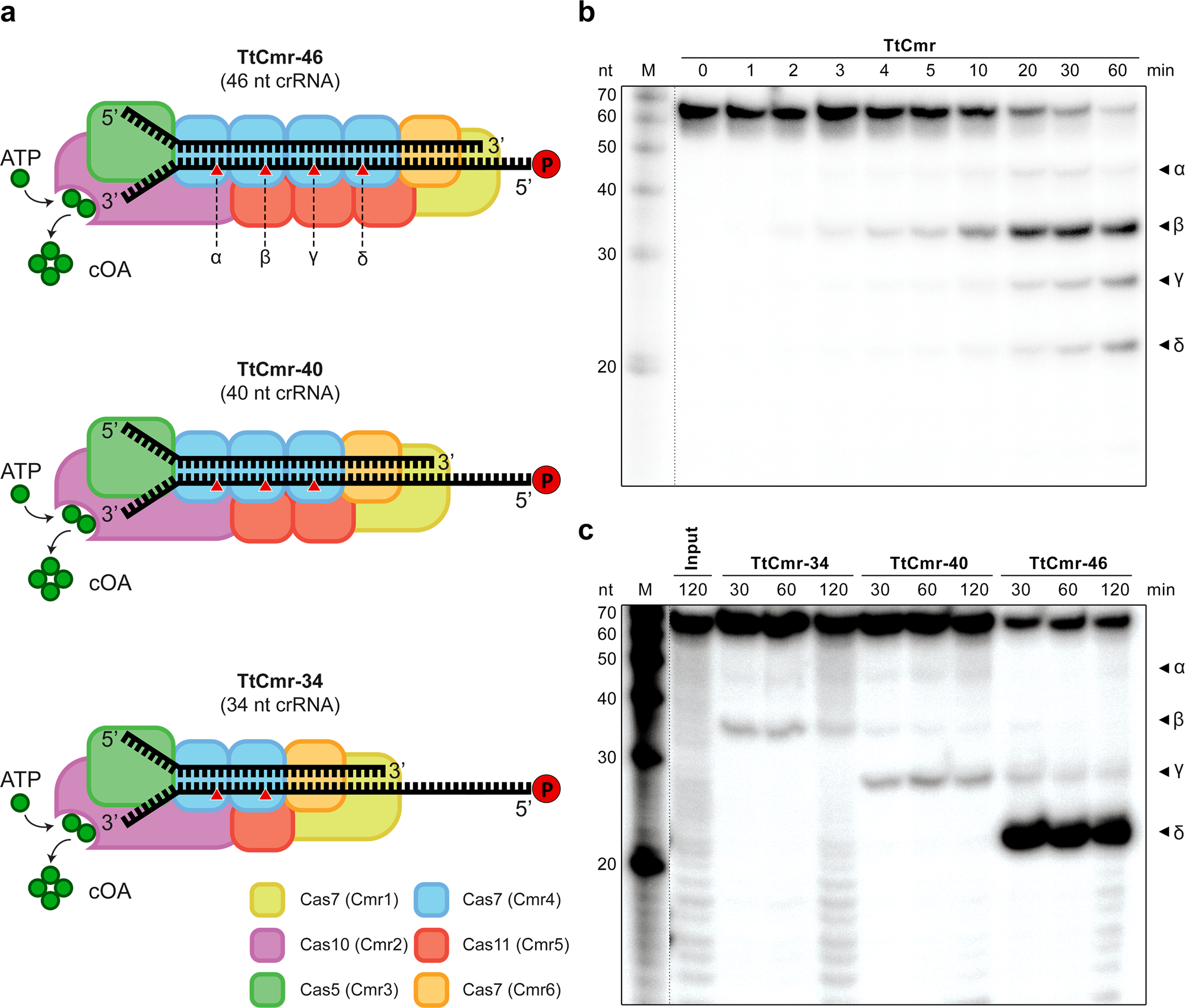 scope enables type iii crispr cas diagnostics using flexible targeting and stringent carf ribonuclease activation nature communications