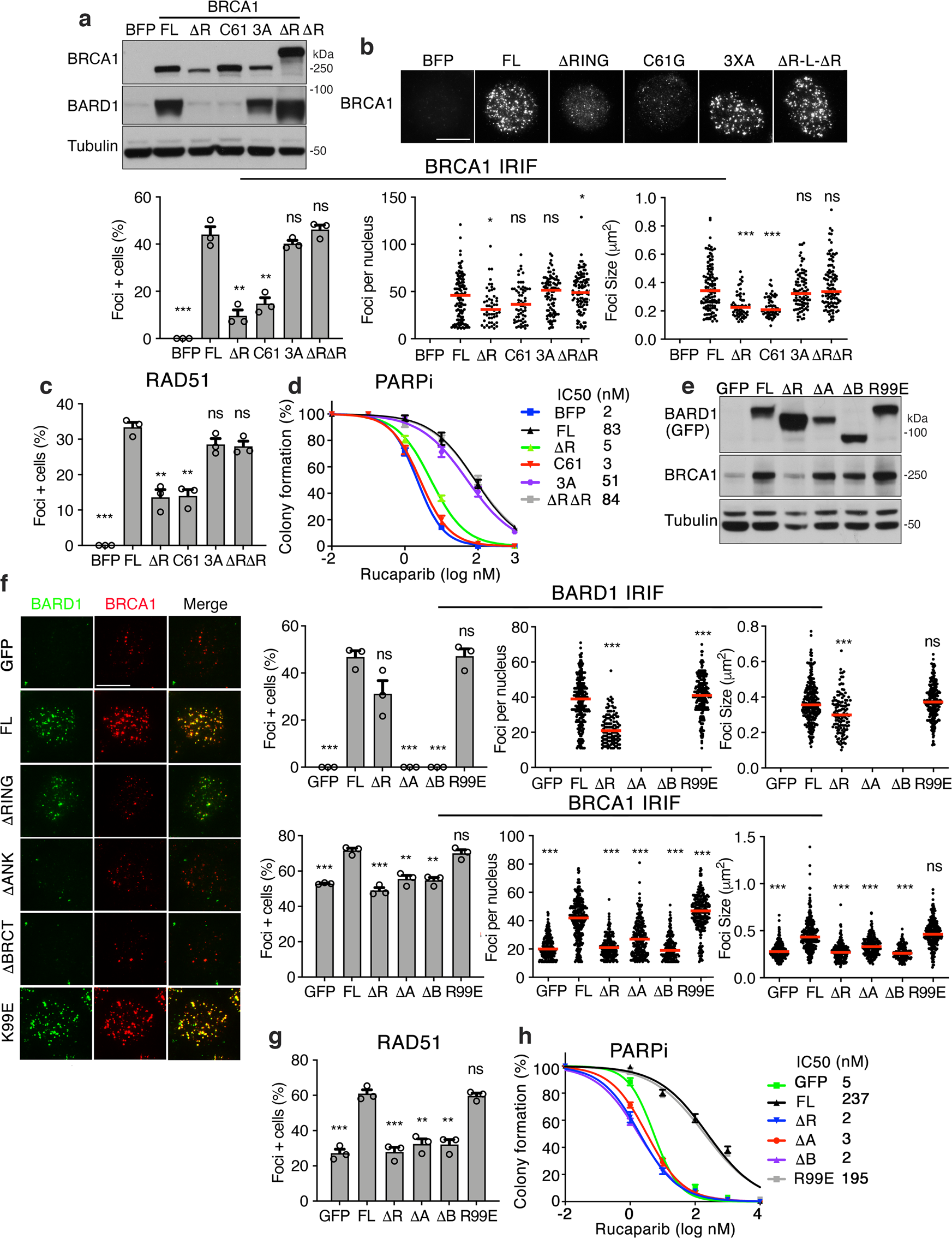 Fig. 3: BARD1 ANK and BRCT domains promote BRCA1 foci formation.