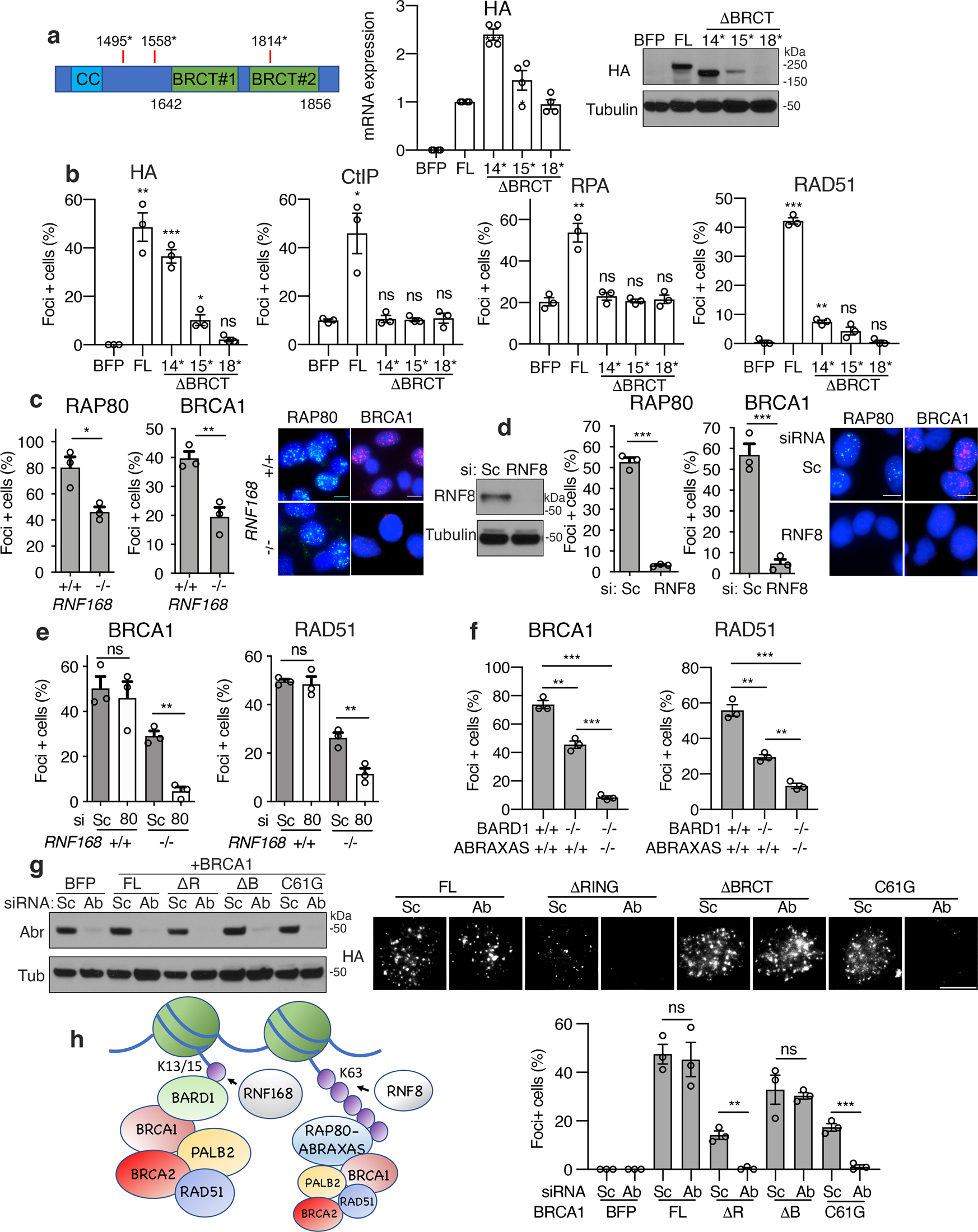 Fig. 5: BRCA1 BRCT-ABRAXAS-RAP80 axis is a backup pathway.