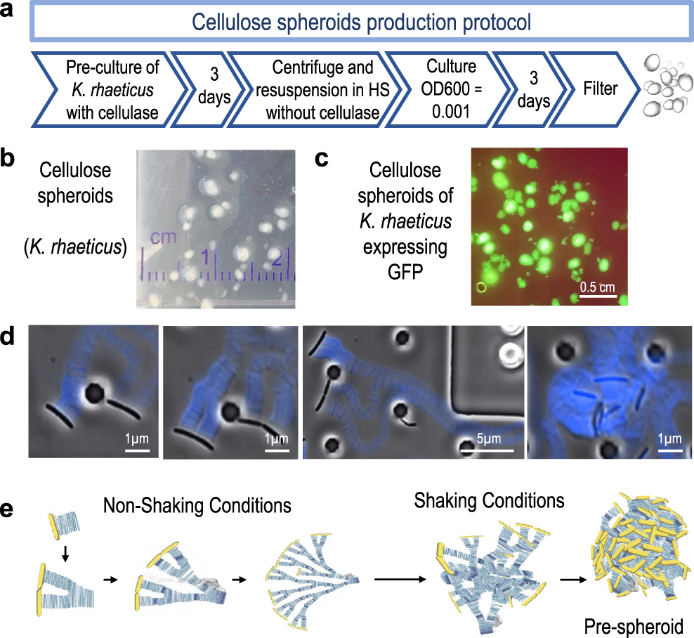 Bacterial cellulose spheroids as building blocks for 3D and patterned  living materials and for regeneration | Nature Communications