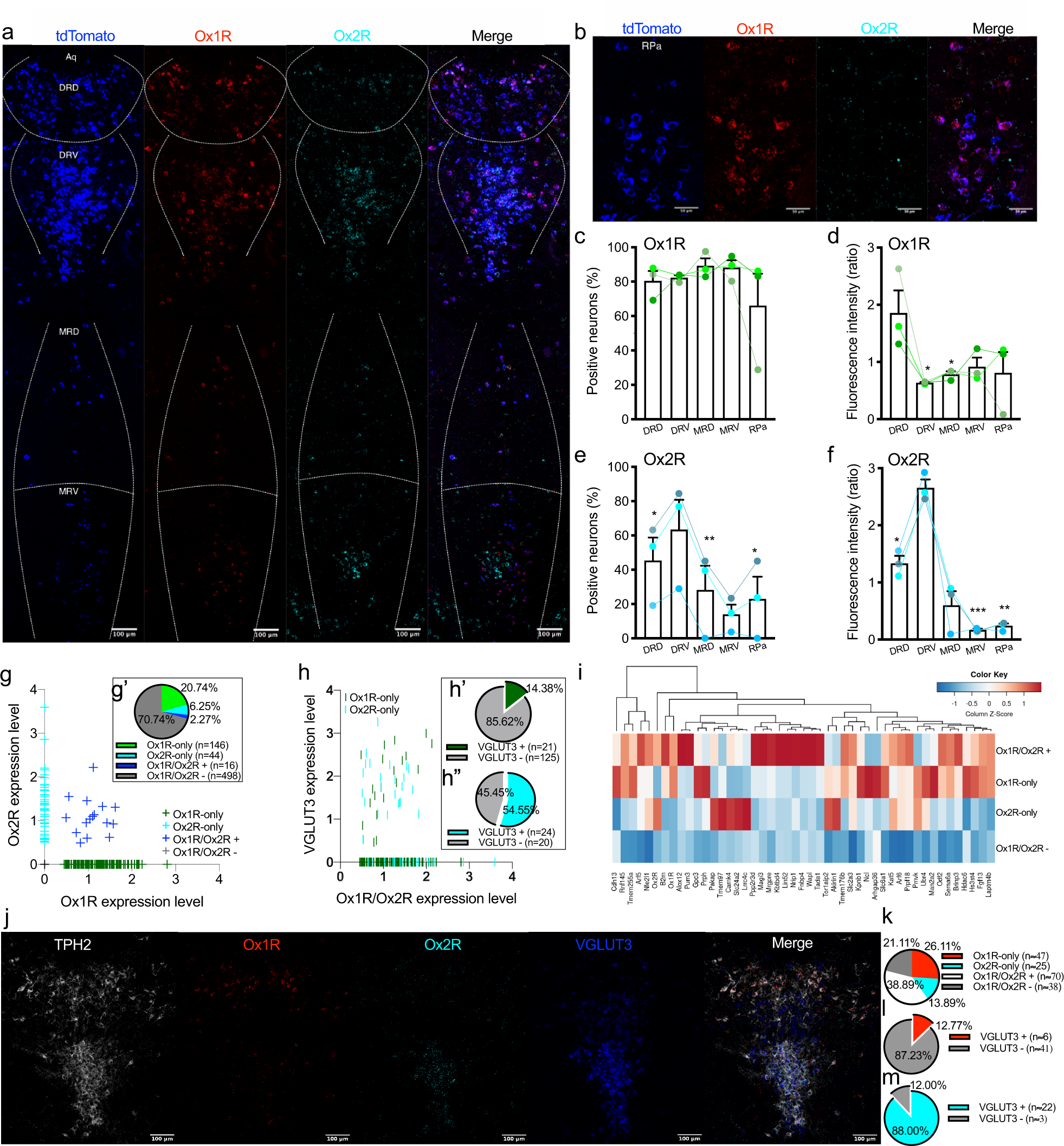 Orexin Receptors 1 And 2 In Serotonergic Neurons Differentially Regulate Peripheral Glucose Metabolism In Obesity Nature Communications