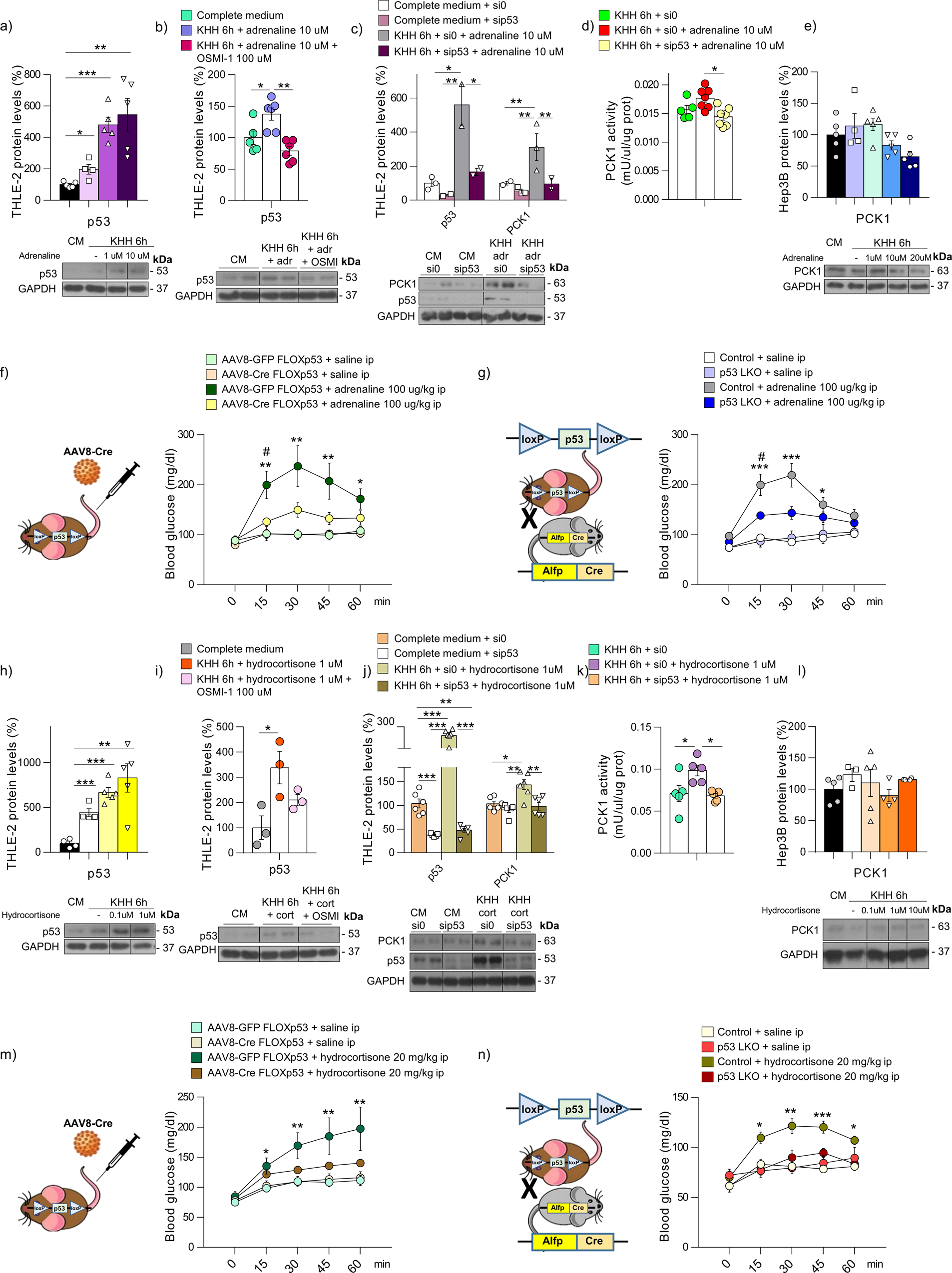 Fig. 6: Hepatic p53 mediates the gluconeogenic action of adrenaline and cortisol.