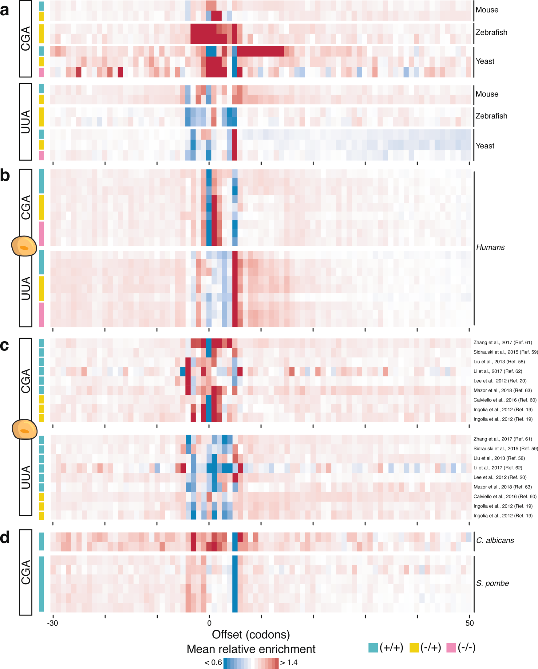 Fig. 4: Cycloheximide (CHX) pre-treatment does not alter ribosome occupancy downstream of rare codons in most species.