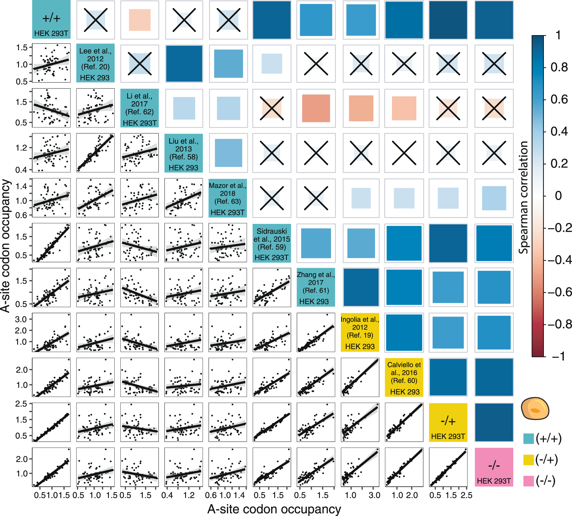 Fig. 5: Cycloheximide (CHX) does not explain the poor correlation between various datasets in humans.