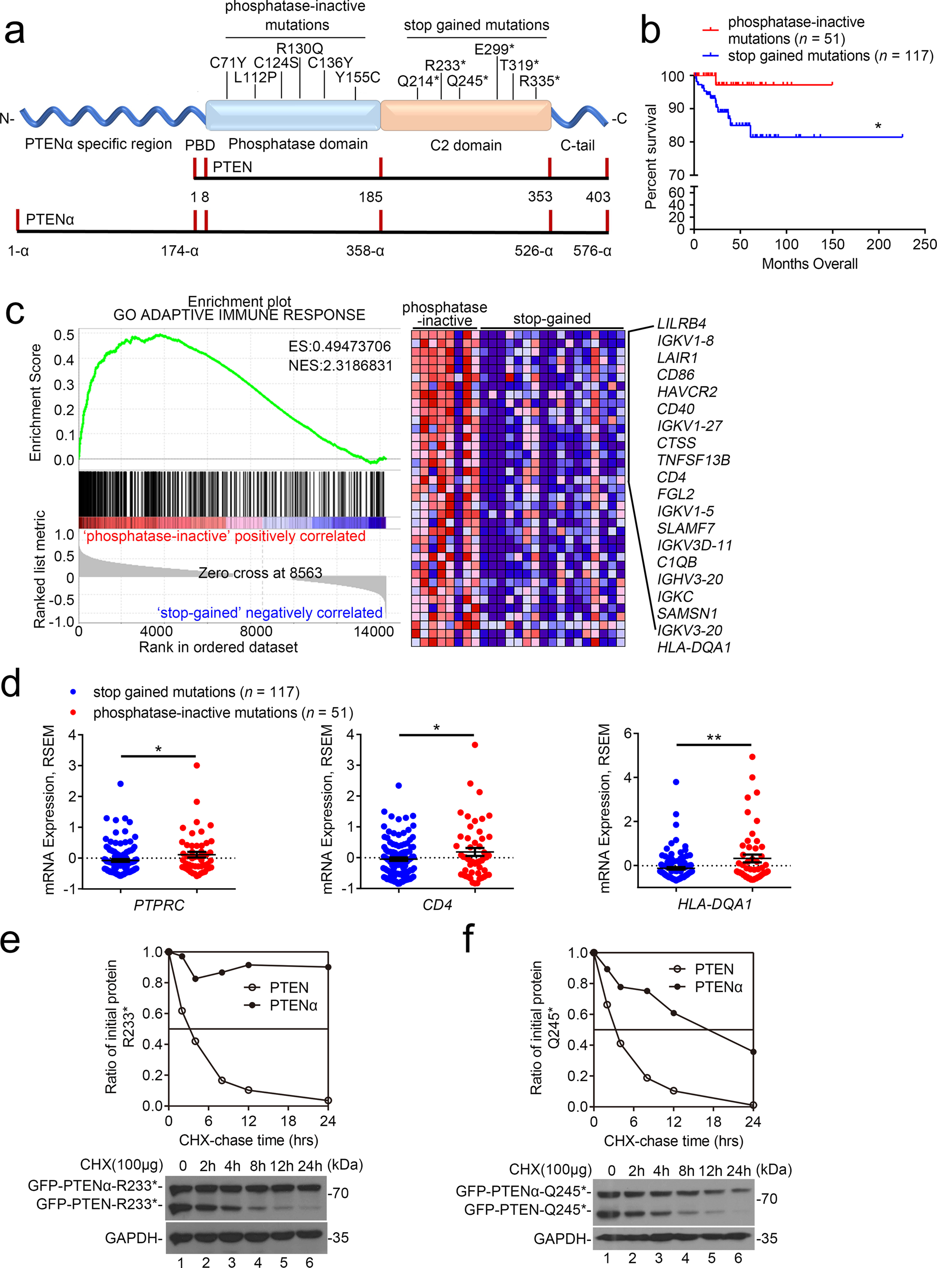 PTENα functions as an immune suppressor and promotes immune resistance in  PTEN-mutant cancer | Nature Communications