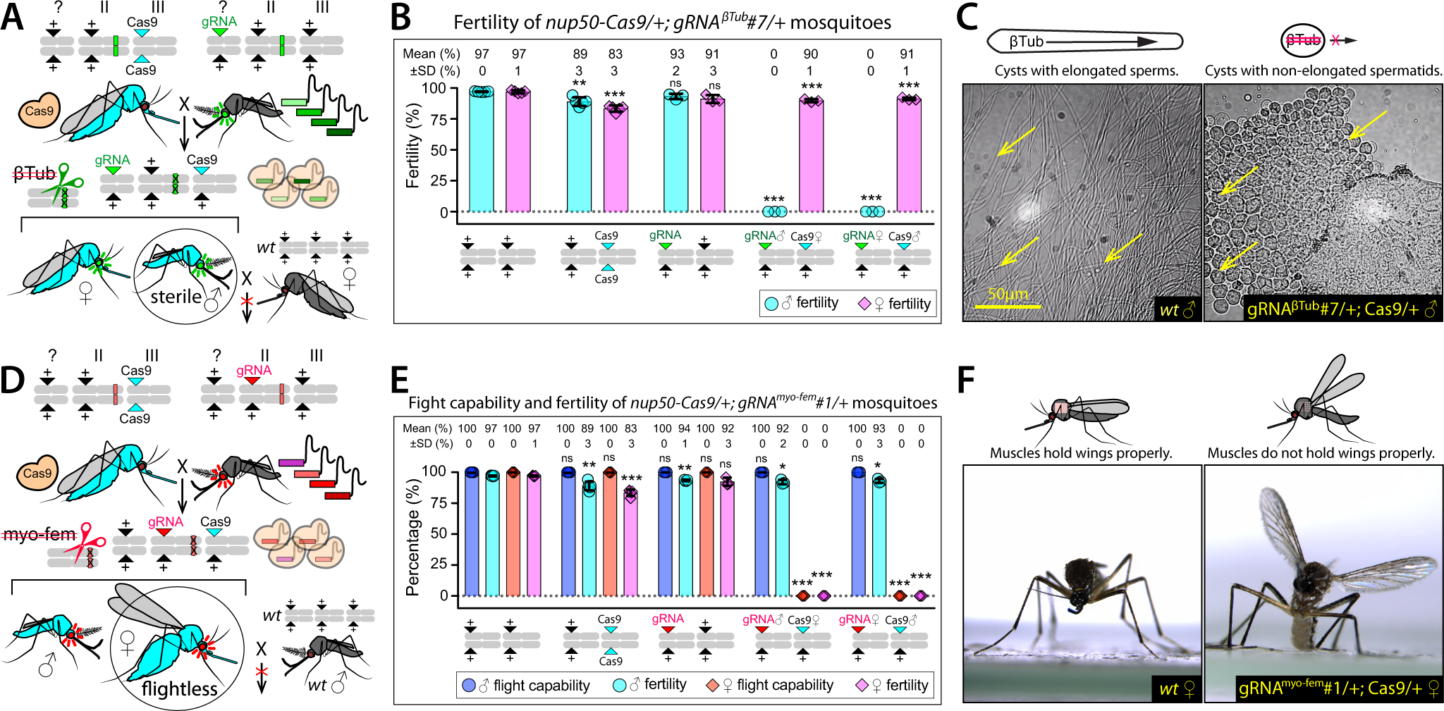 Millions of sterile fruit flies are being dropped on LA to fight