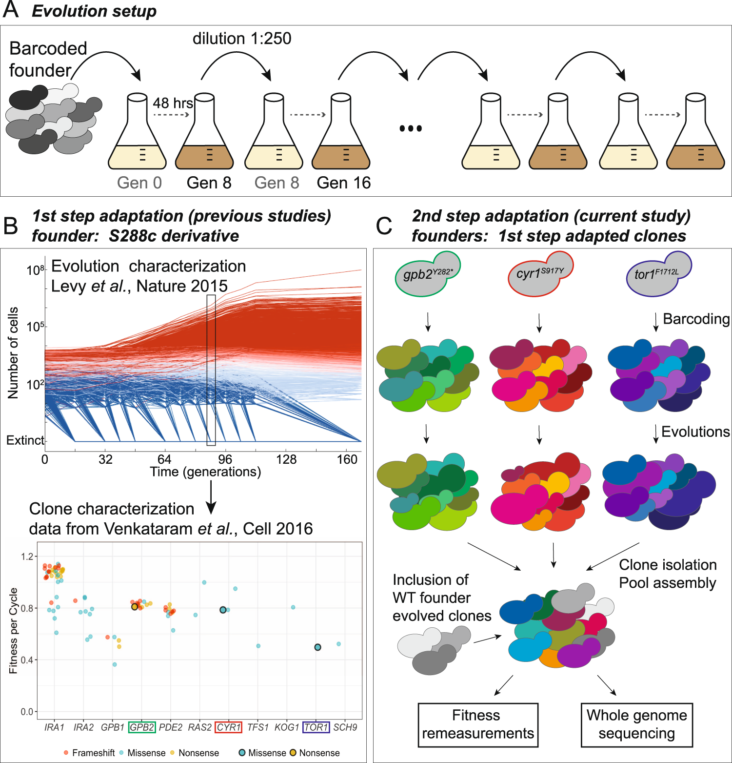 Changes in the distribution of fitness effects and adaptive mutational  spectra following a single first step towards adaptation | Nature  Communications