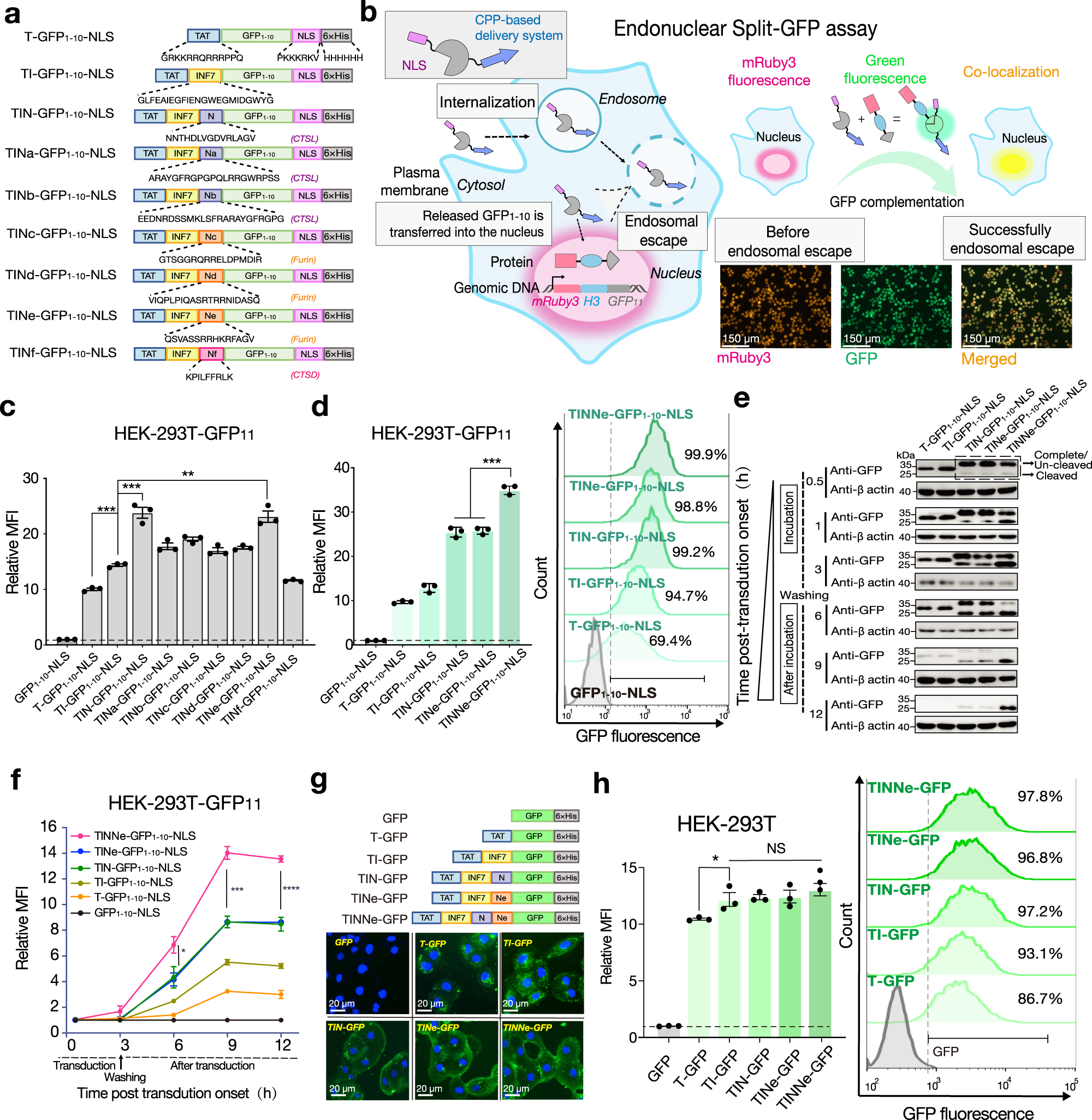 Fig. 1: Proteolytic removal of CPP-PMAP in endosomes enhances the escape efficiency of protein cargos.