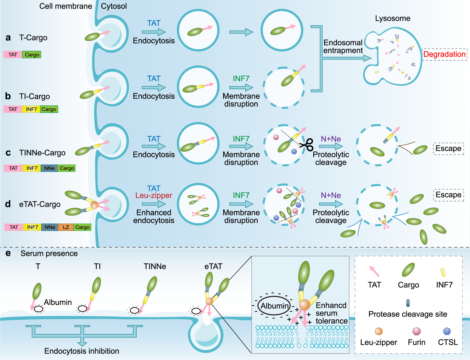 Fig. 5: Schematic illustration of intracellular delivery mediated by eTAT and other TAT-based methods.