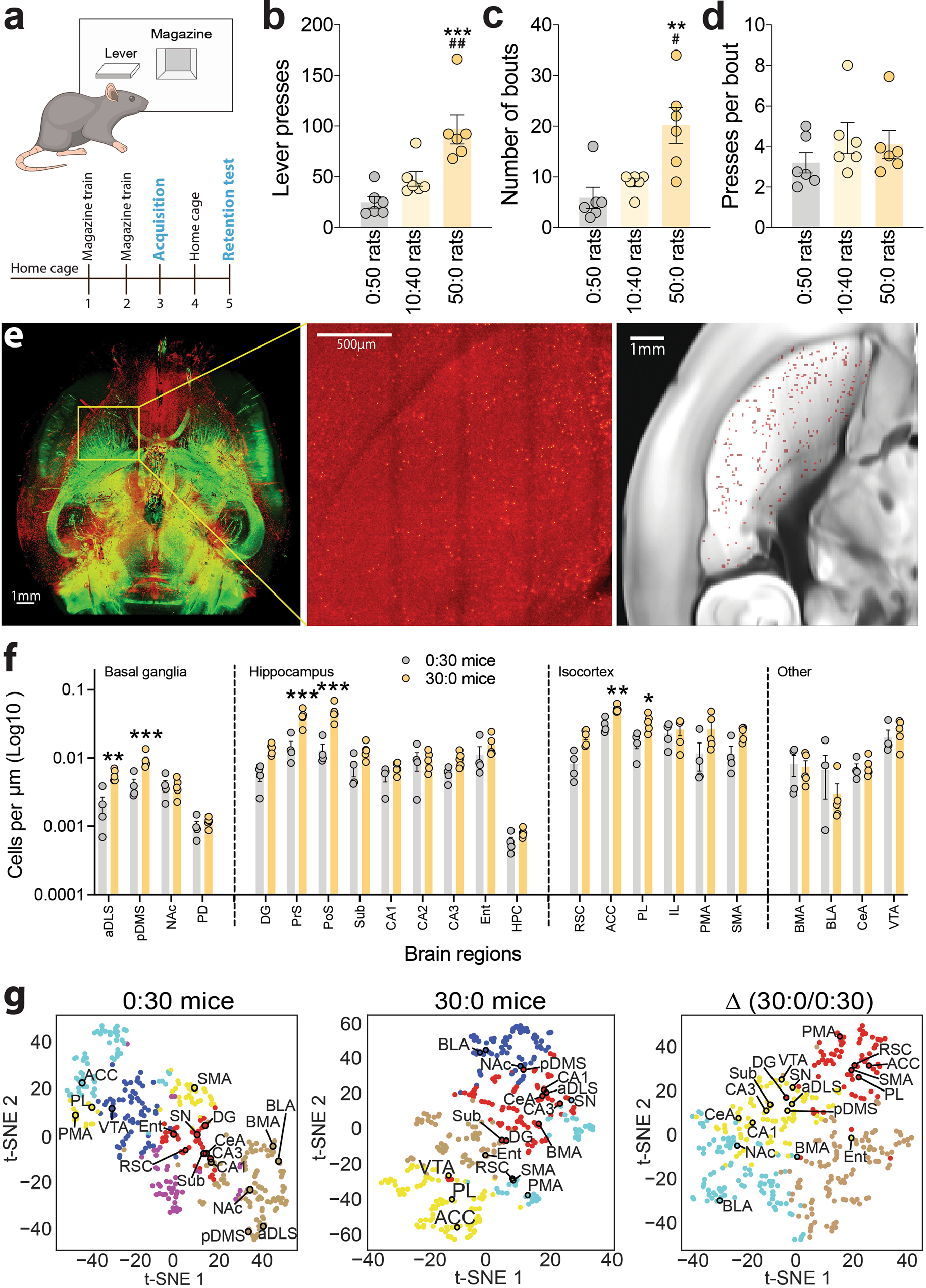 Opposing roles for striatonigral and striatopallidal neurons in  dorsolateral striatum in consolidating new instrumental actions | Nature  Communications