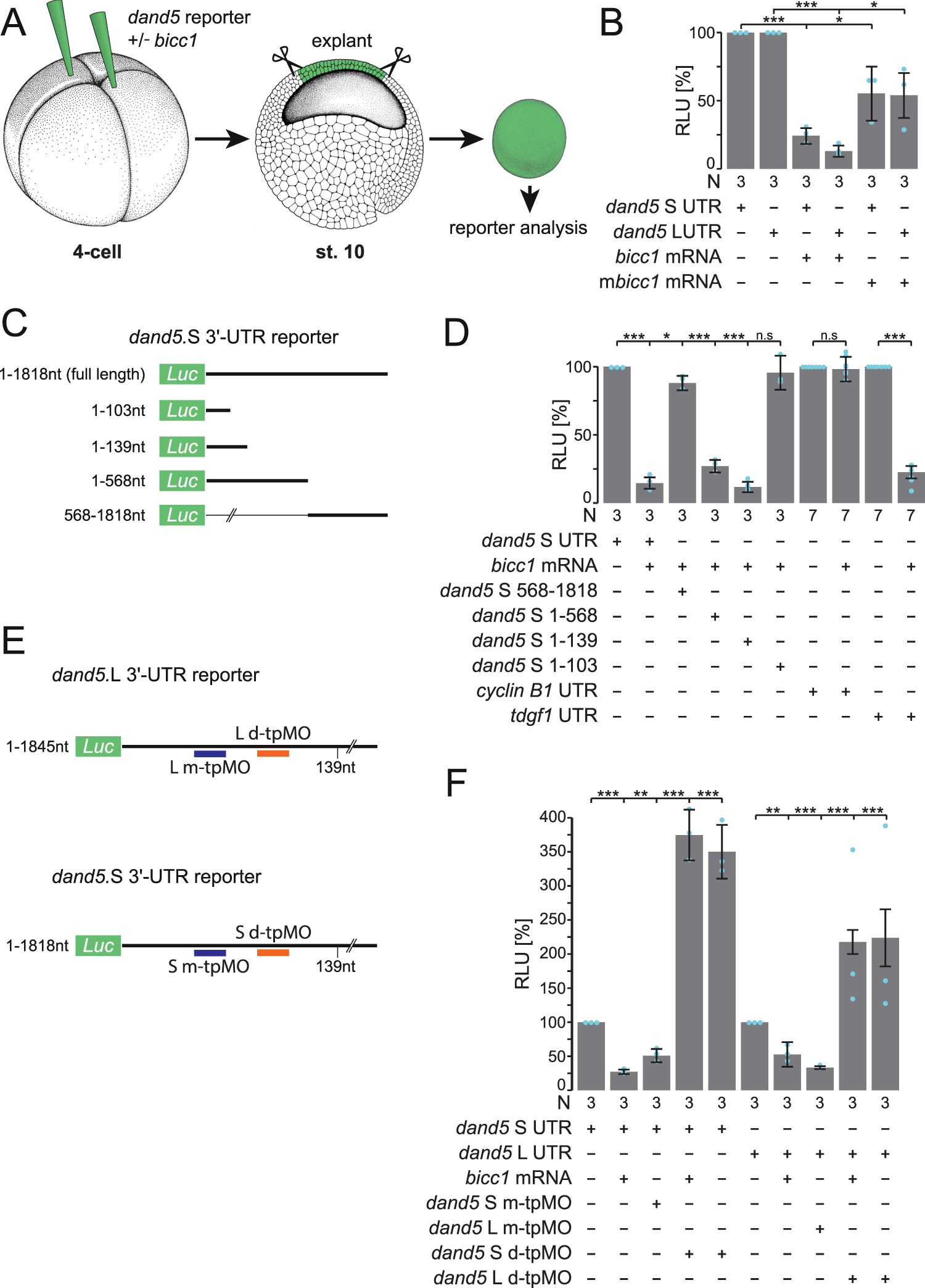 Bicc1 and Dicer regulate left-right patterning through post-transcriptional  control of the Nodal inhibitor Dand5