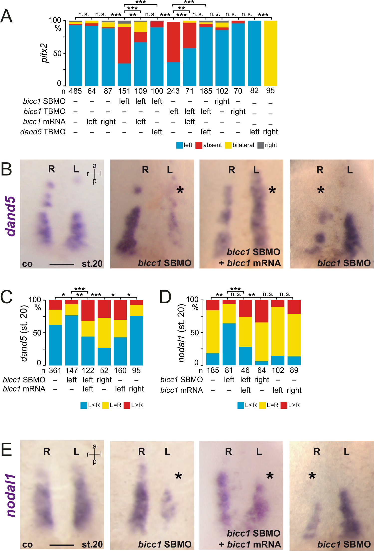 Fig. 3: Bicc1-dependent dand5 and nodal1 expression in sLRO cells.