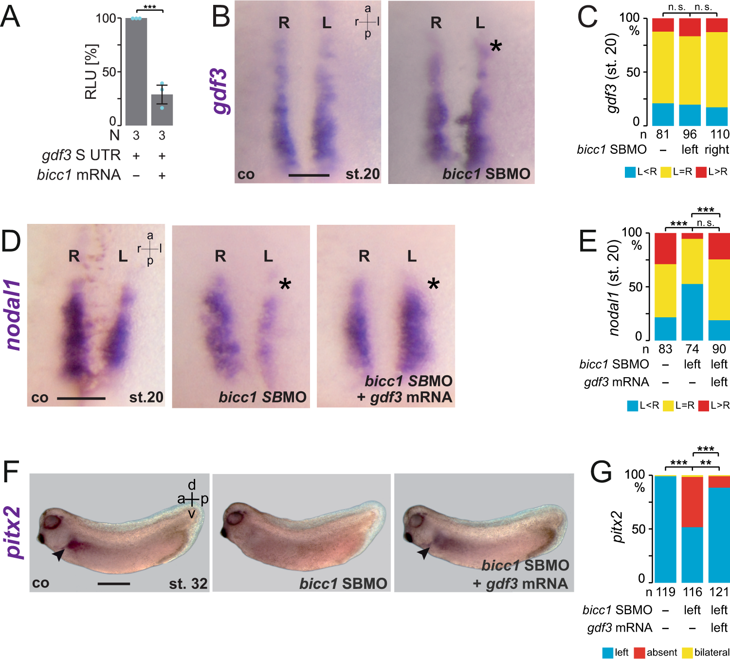 Fig. 4: Bicc1 indirectly regulates nodal1 expression via Gdf3 signaling.