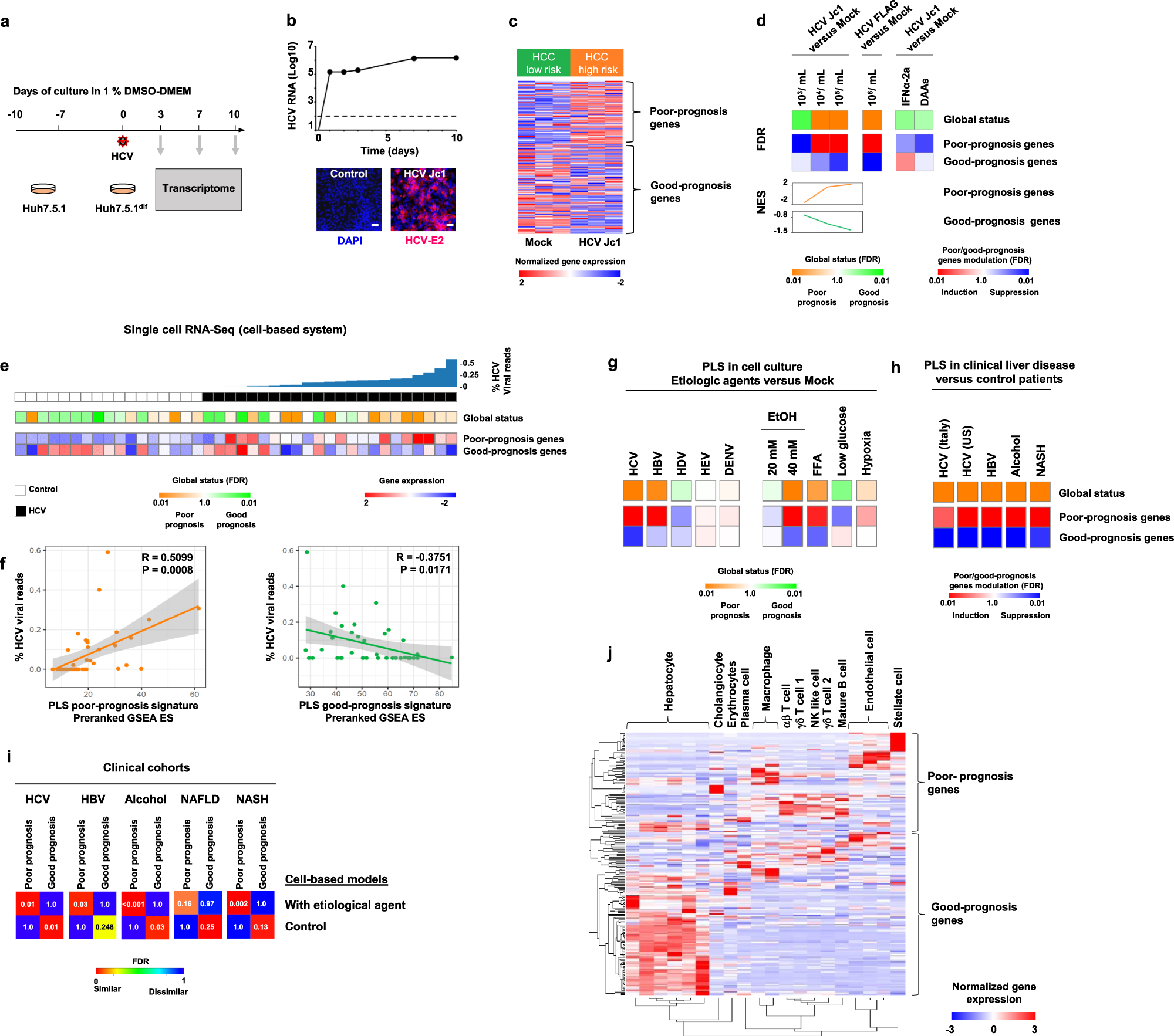 A human liver cell-based system modeling a clinical prognostic liver  signature for therapeutic discovery | Nature Communications