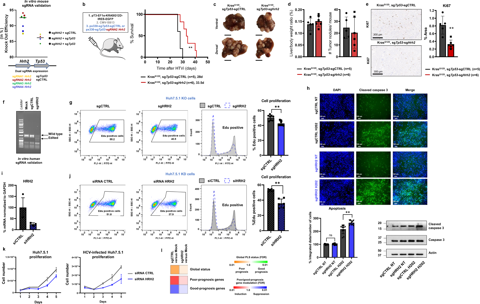 Fig. 5: Genetic loss-of-function studies confirm a functional role of HRH2 in hepatocarcinogenesis.