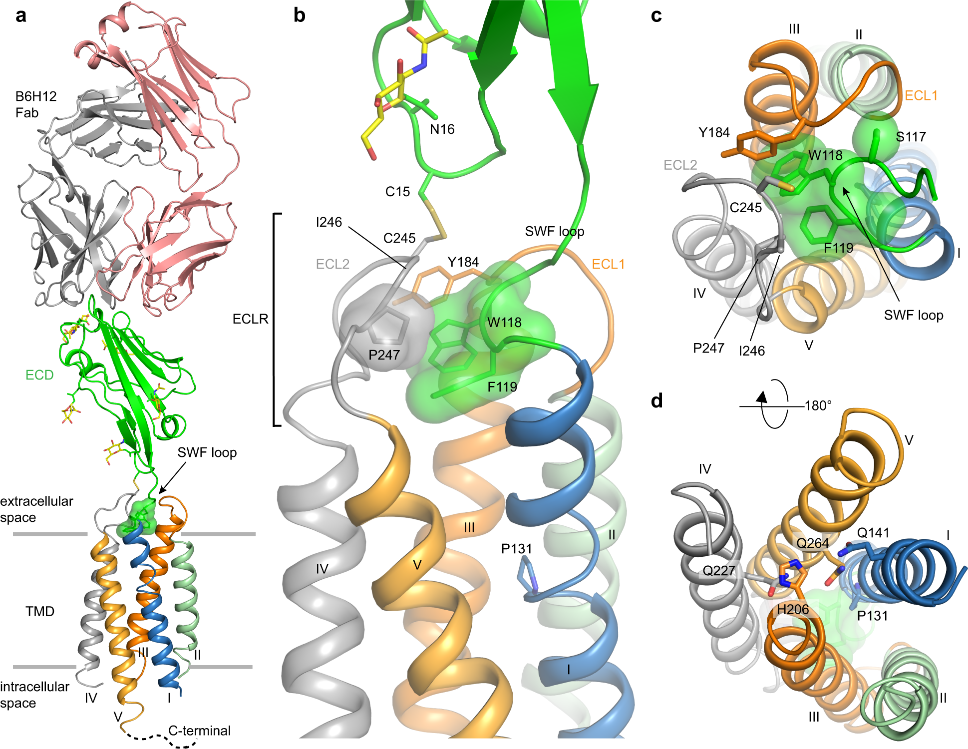 Structure Of The Human Marker Of Self 5 Transmembrane Receptor Cd47 Nature Communications