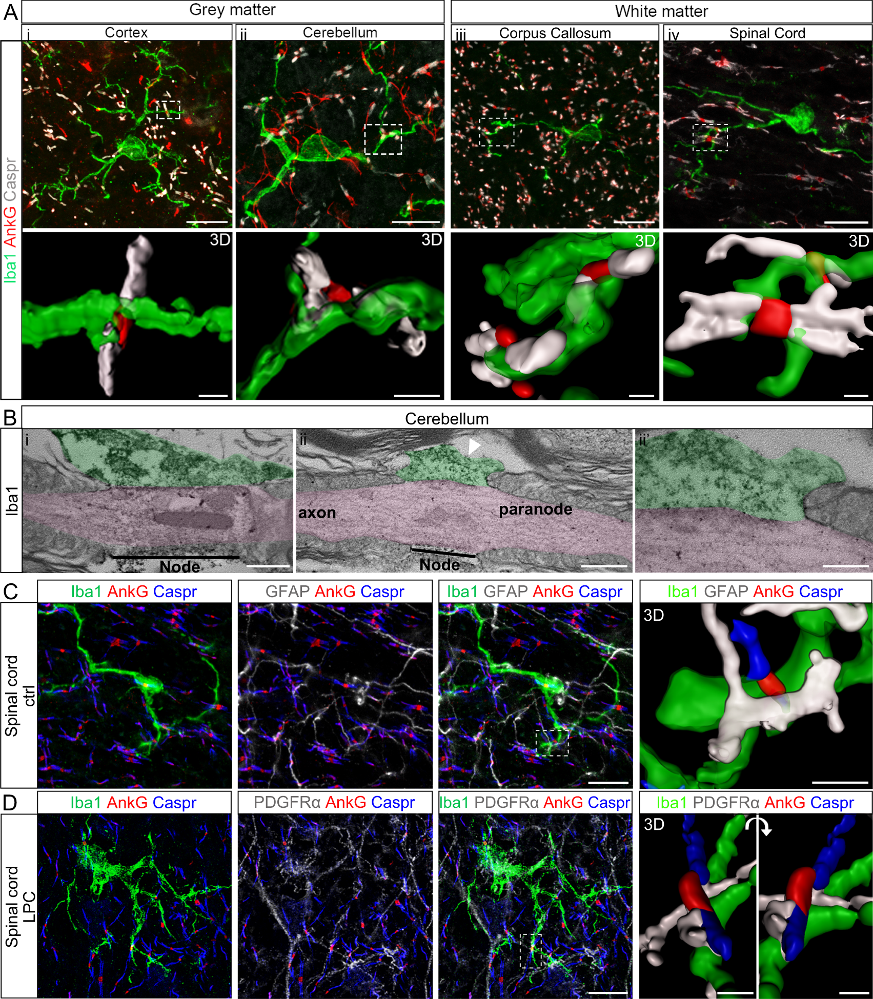 Microglia-neuron interaction at nodes of Ranvier depends on neuronal  activity through potassium release and contributes to remyelination |  Nature Communications