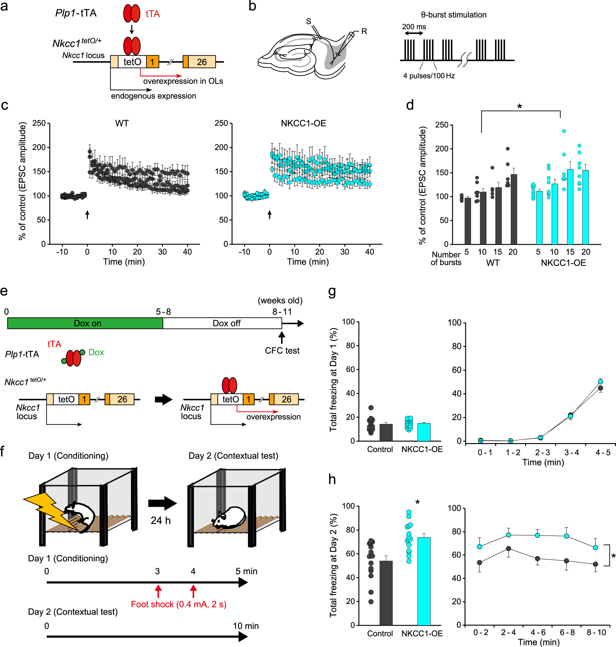 Fig. 6: Nkcc1 overexpression in OLs enhances long-term potentiation and hippocampal-dependent learning.