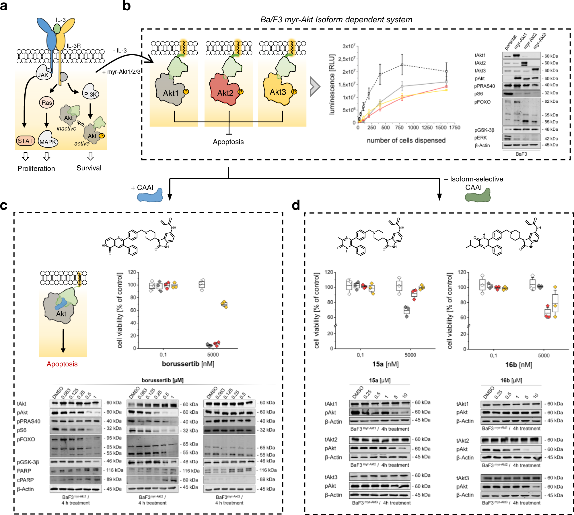 Cellular Model System To Dissect The Isoform Selectivity Of Akt Inhibitors Nature Communications