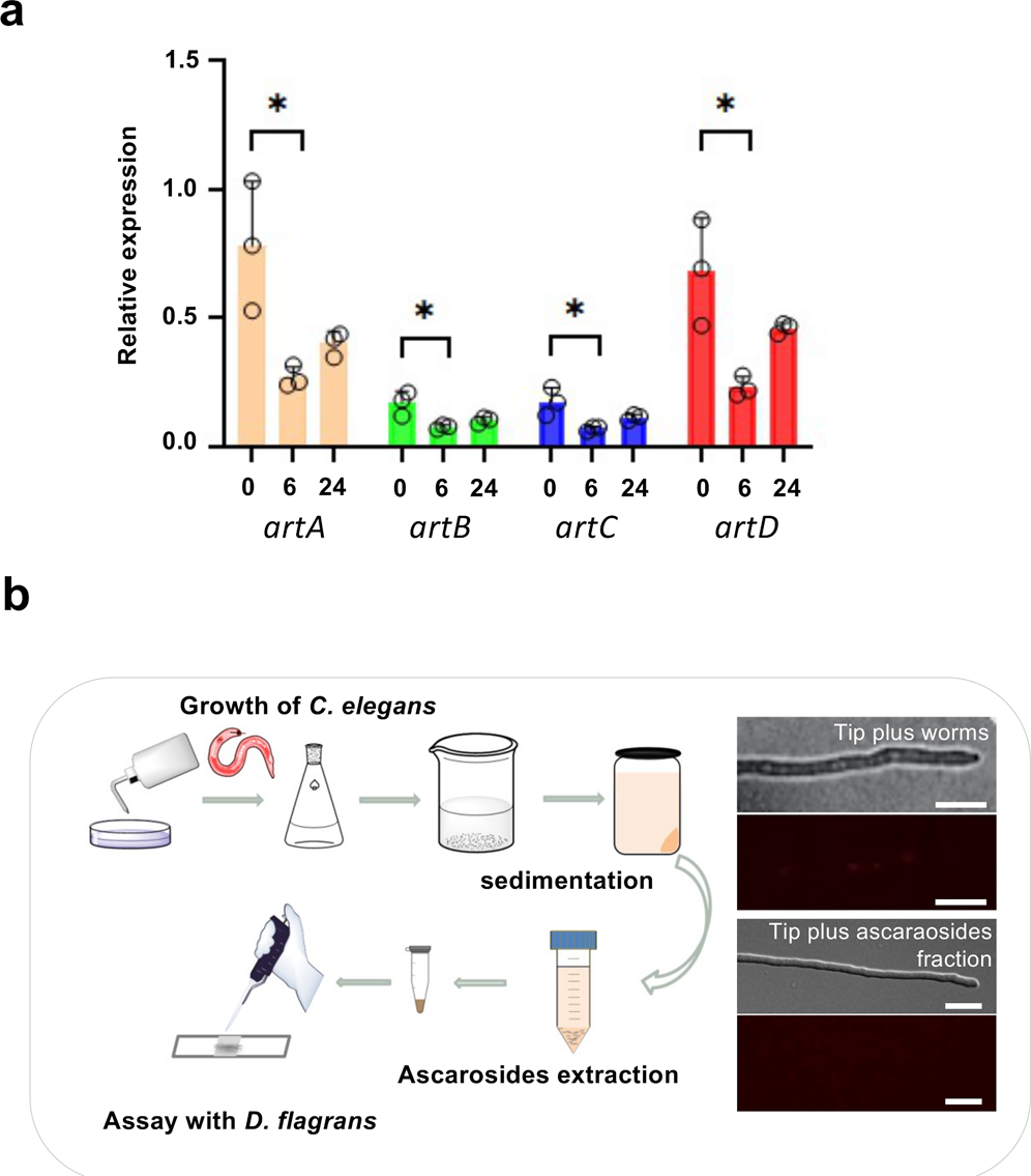 Fig. 4: Regulation of artA-gene cluster gene expression by C. elegans.
