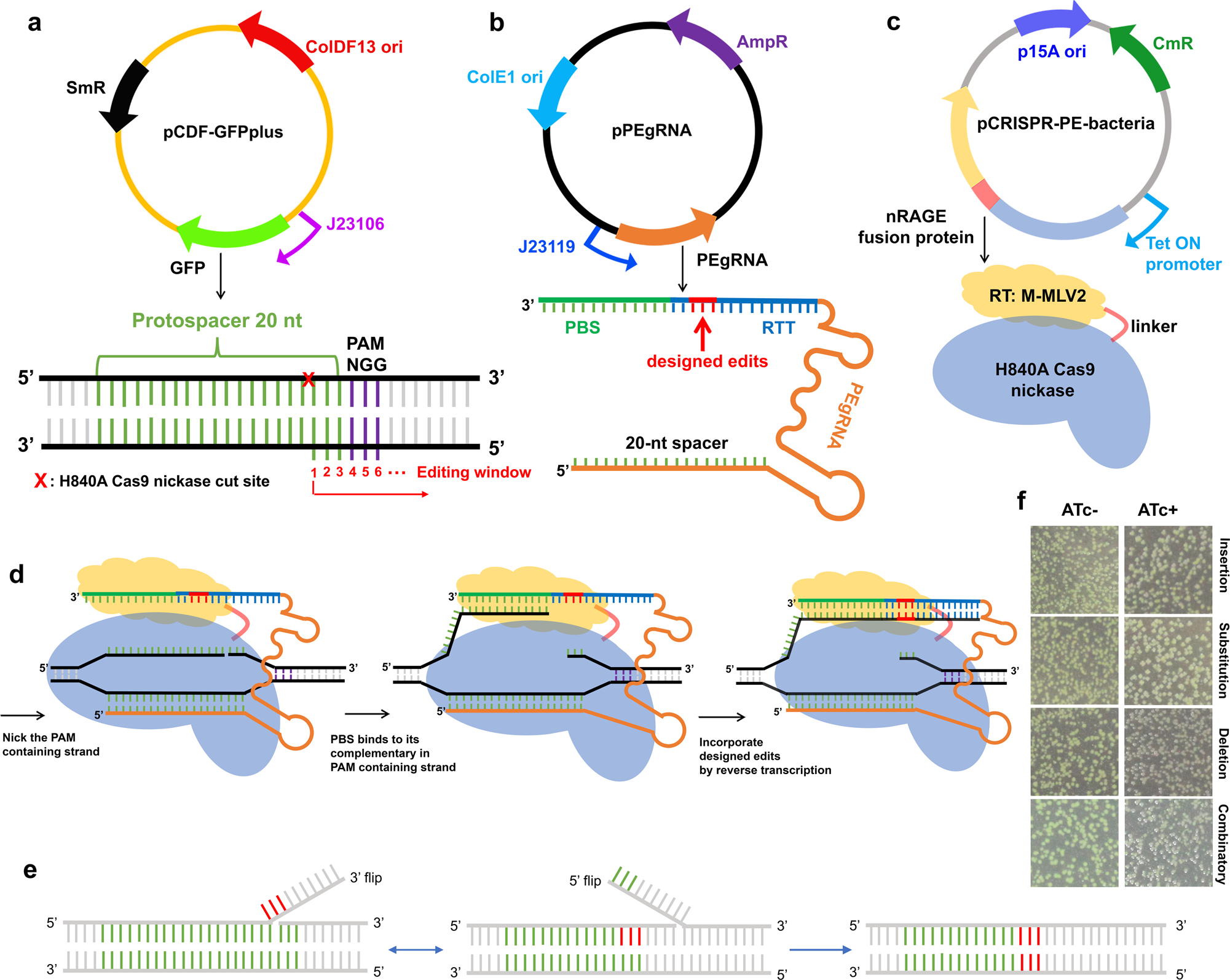 A versatile genetic engineering toolkit for E. coli based on CRISPR-prime  editing | Nature Communications