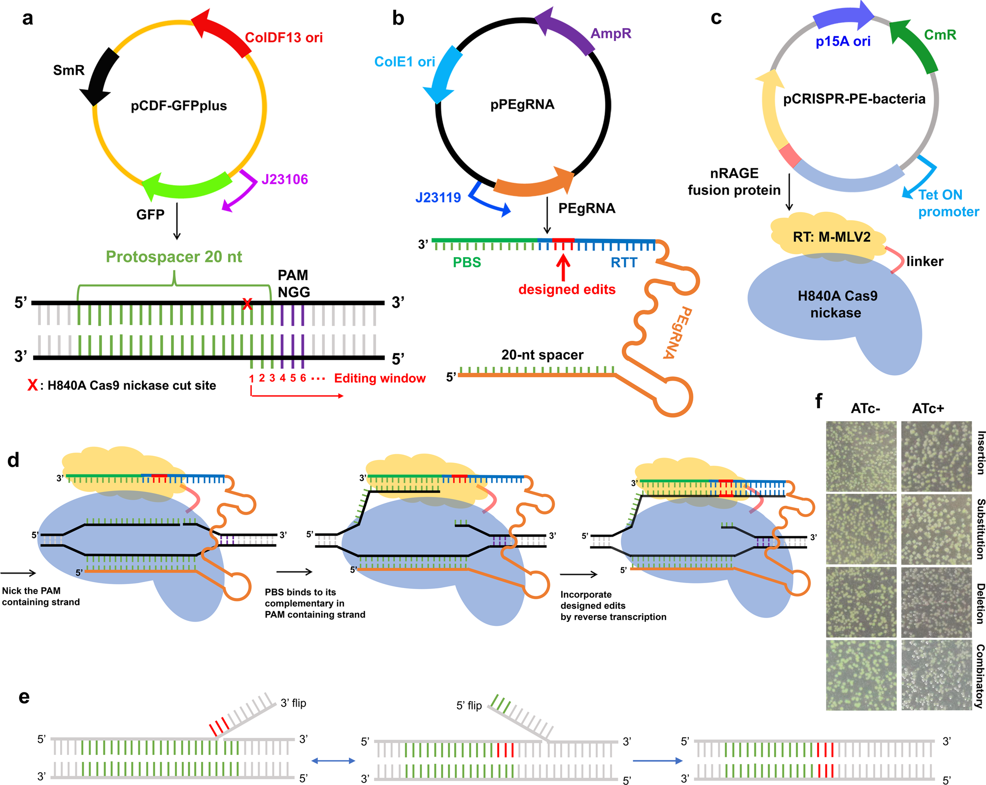 The diagram below shows a length of dna containing a bacterial gene.