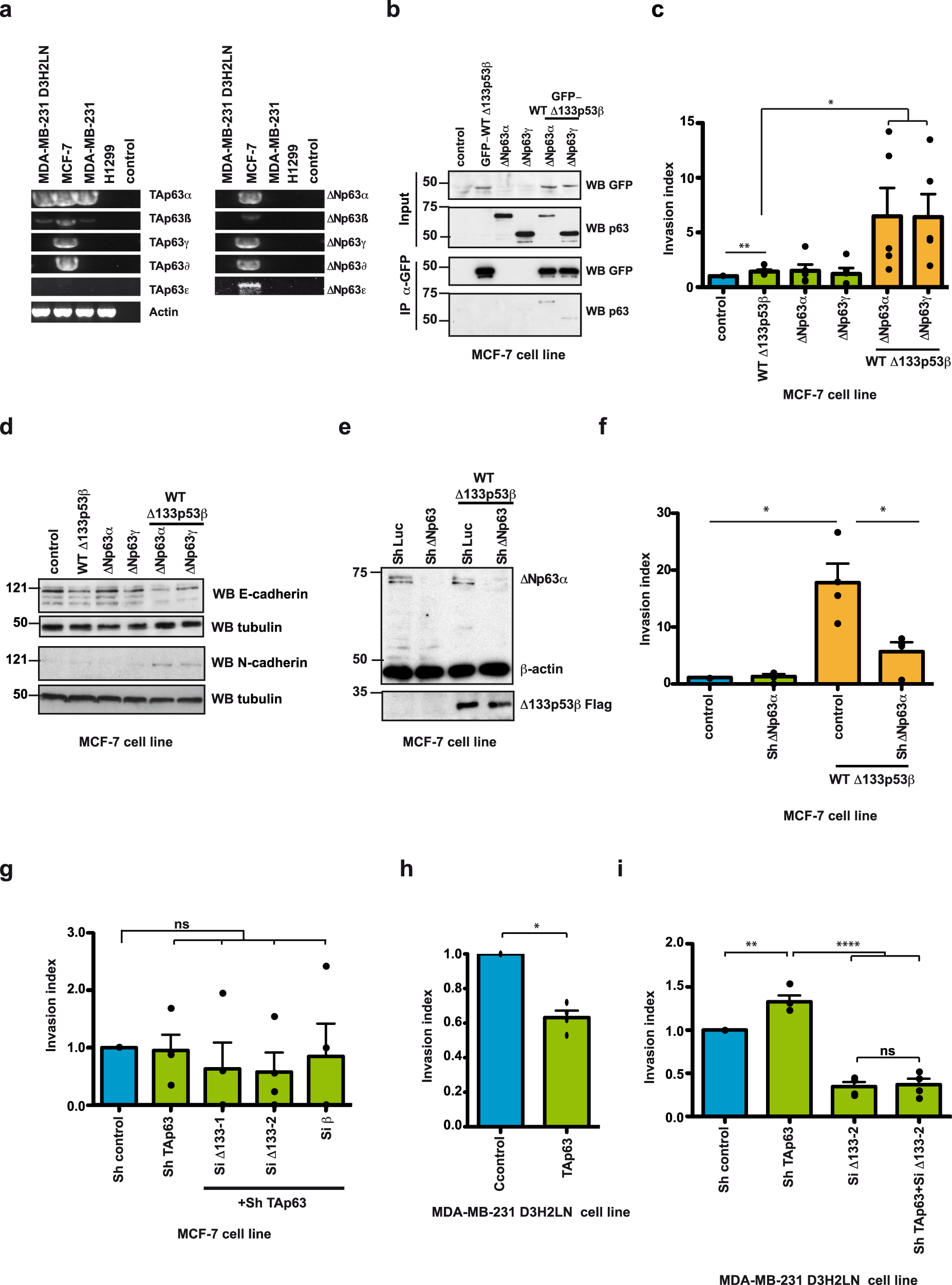 Fig. 5: WT ∆133p53β interaction with p63 family members modifies cancer cell invasive capacities.