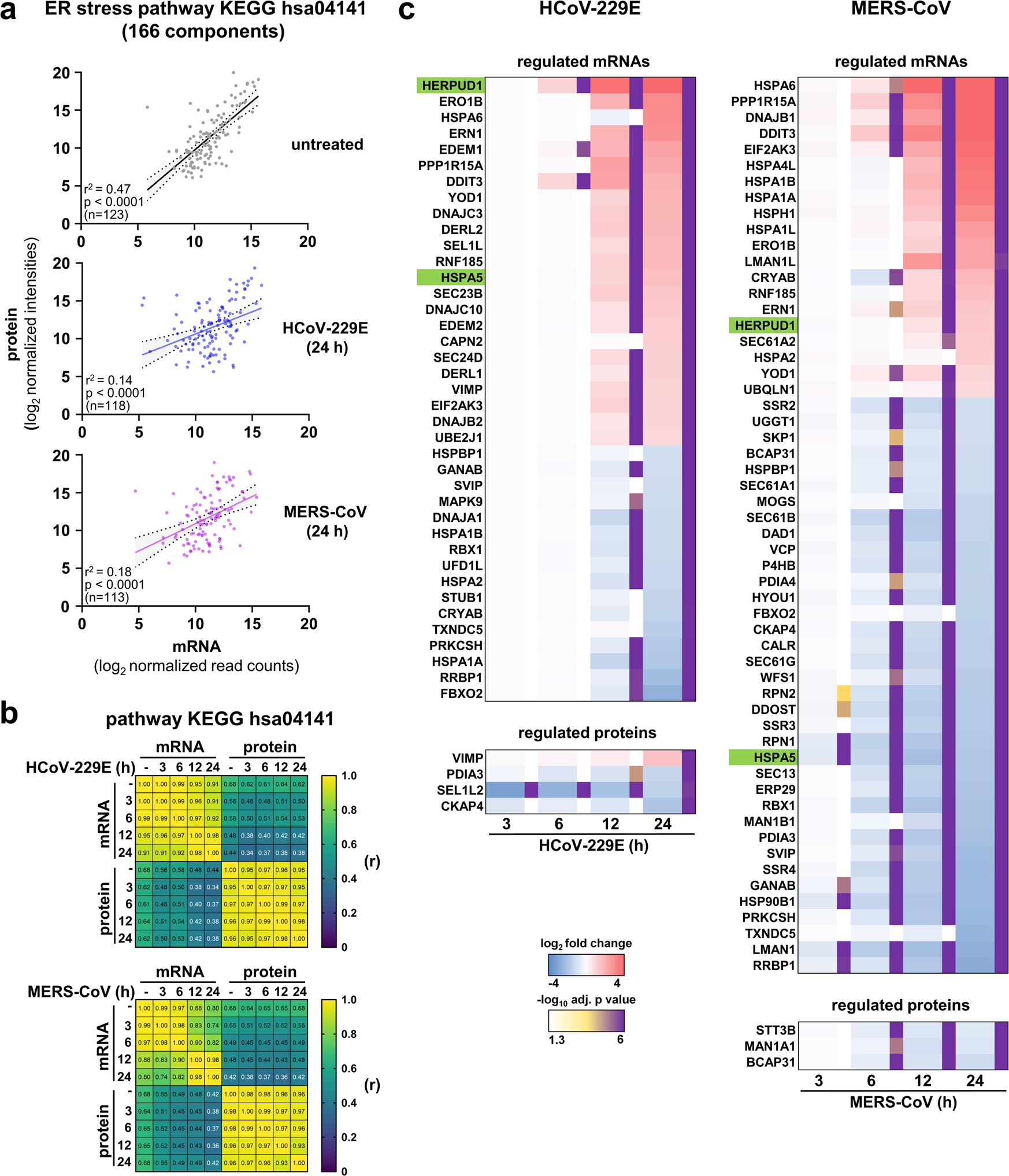 Multi-level inhibition of coronavirus replication by chemical ER stress |  Nature Communications