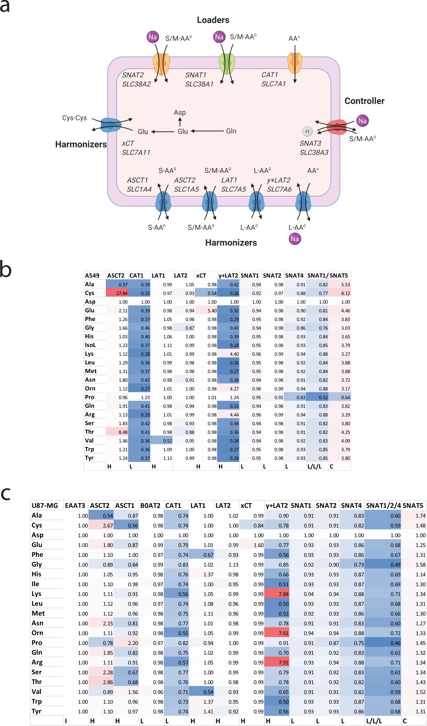 Fig. 8: Common amino acid transporters in mammalian cells and their role in amino acid homeostasis.