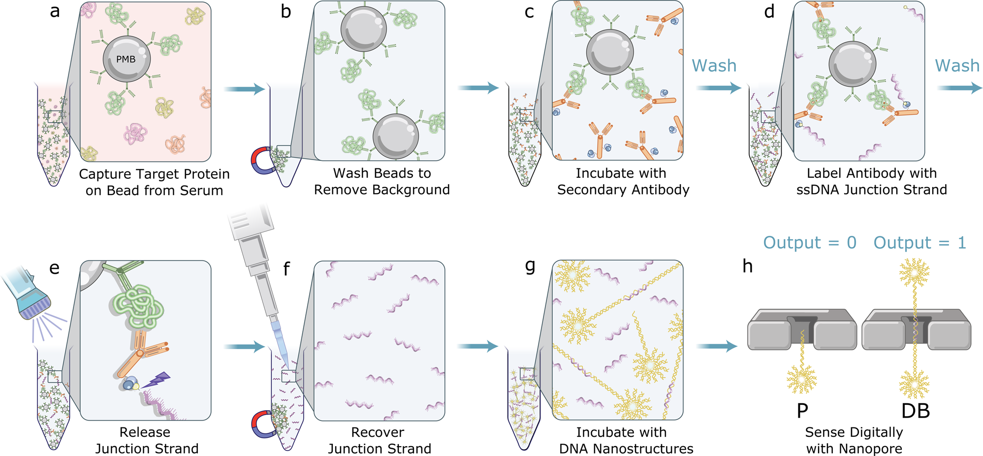 Fig. 1: Schematic illustration of the digital immunoassay workflow with nanopore electrical detection.