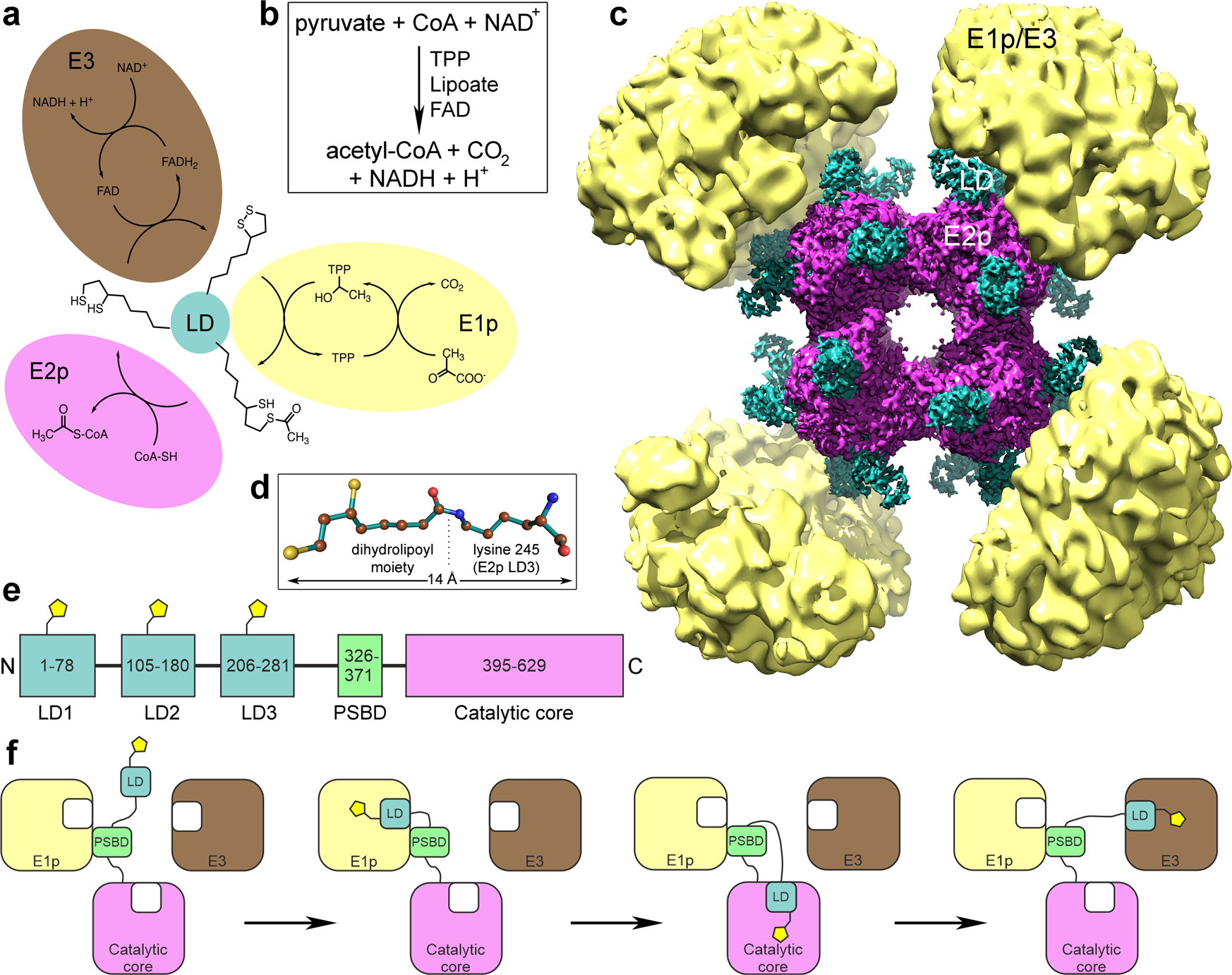 Structure of the native pyruvate dehydrogenase complex reveals the  mechanism of substrate insertion | Nature Communications