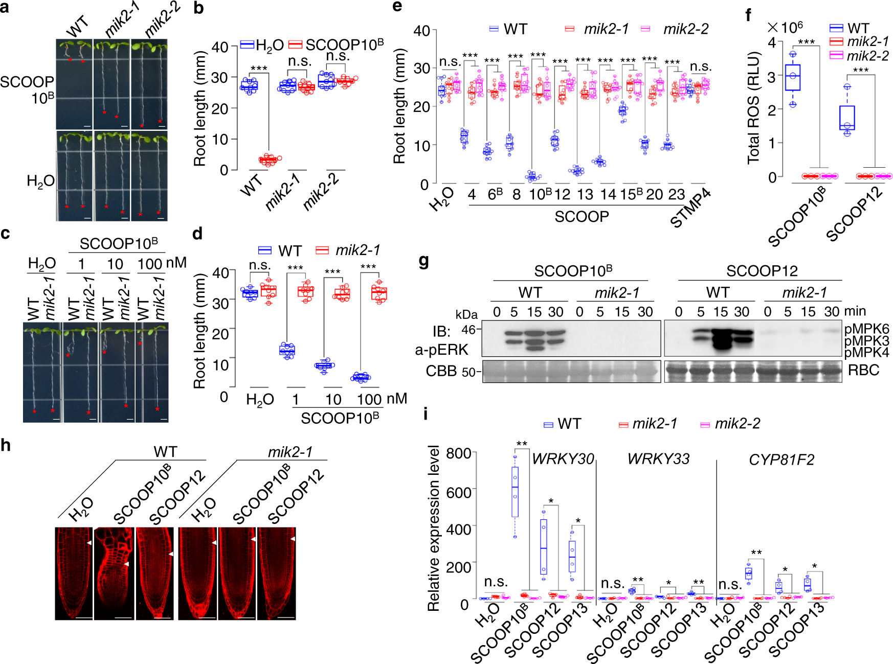 Fig. 3: SCOOP-triggered responses depend on MIK2.