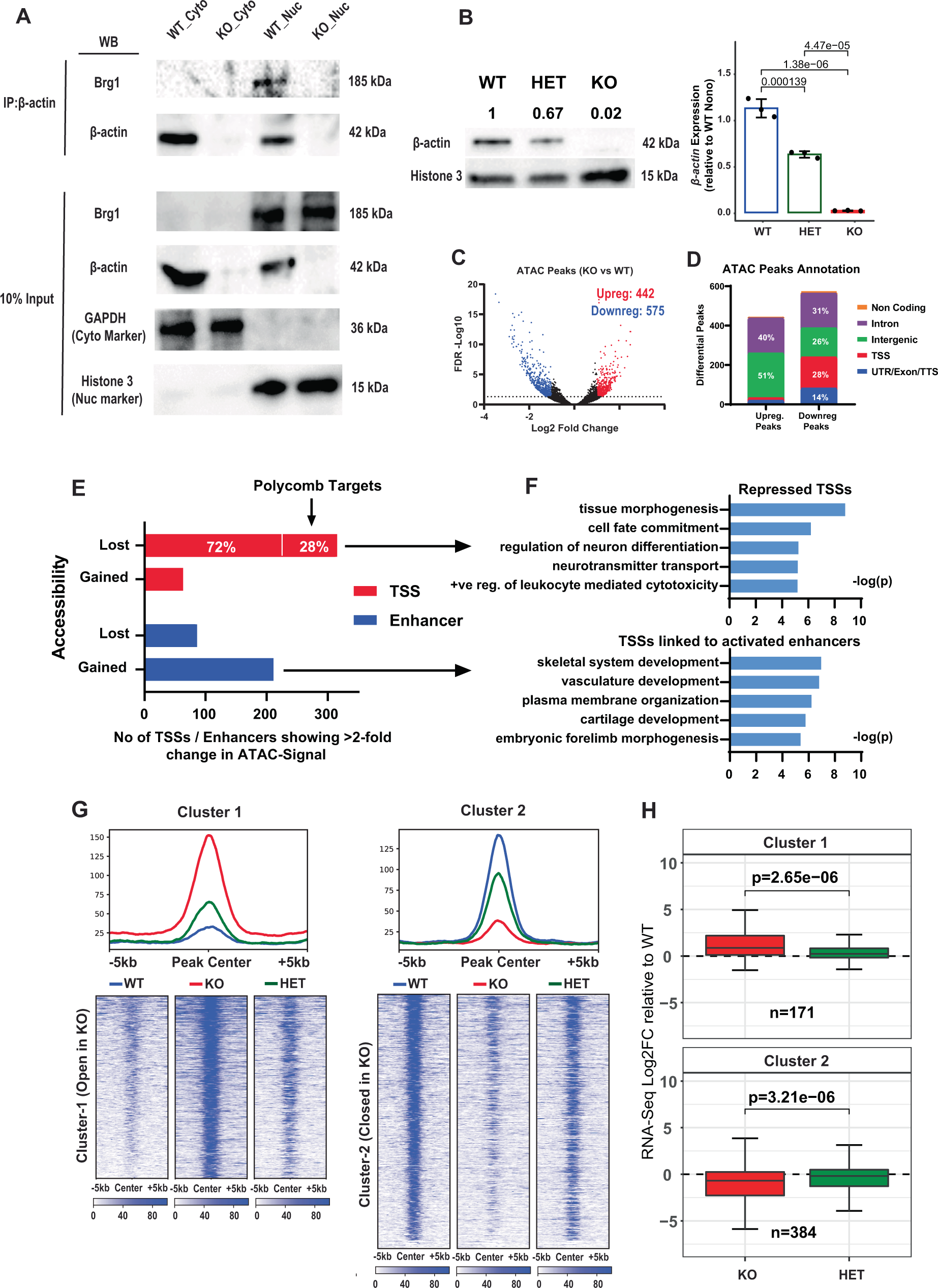 β-actin dependent chromatin remodeling mediates compartment level changes  in 3D genome architecture | Nature Communications