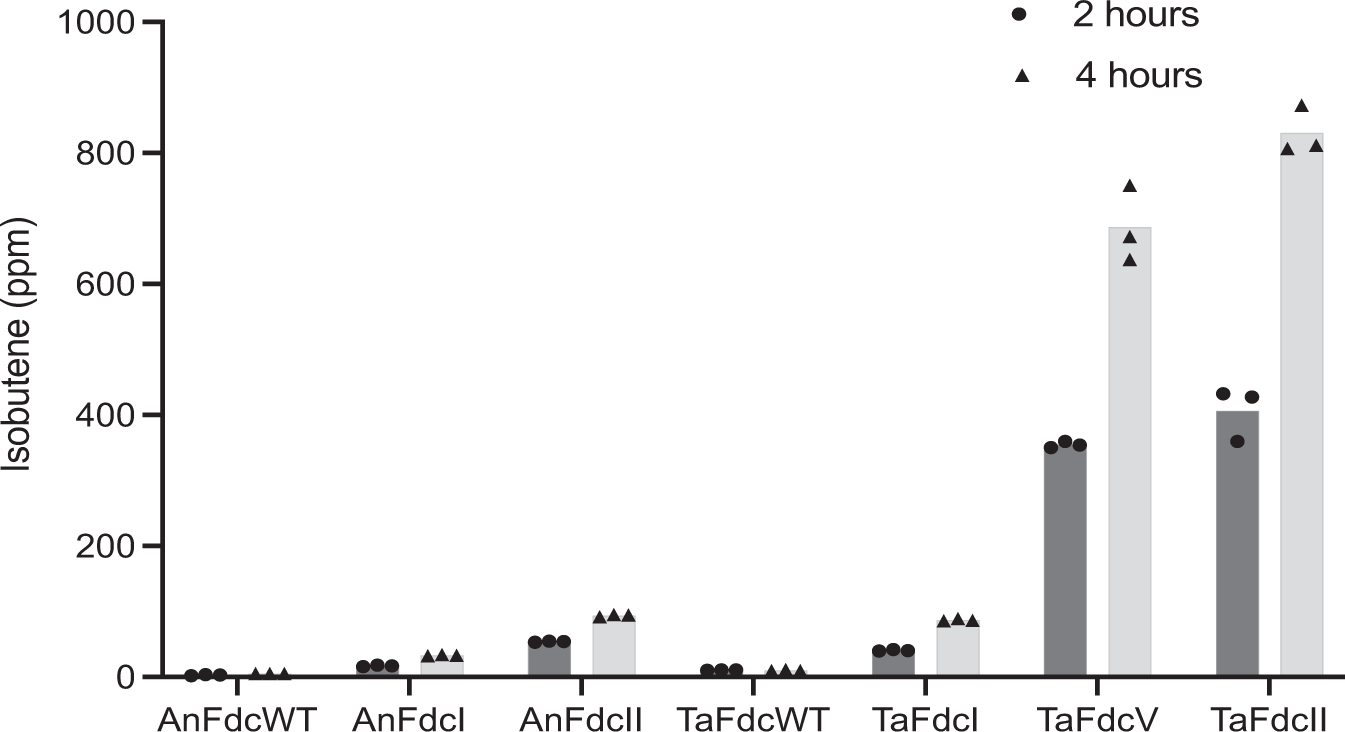Fig. 5: Isobutene production by TaFdc and AnFdc variants.