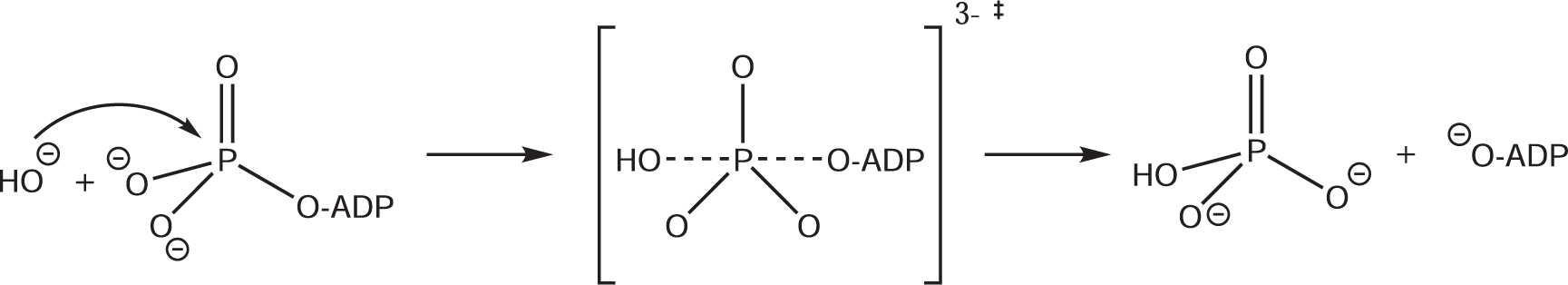 Fig. 1: Sketch of the associative ATP hydrolysis mechanism with a trigonal-bipyramidal transition state.