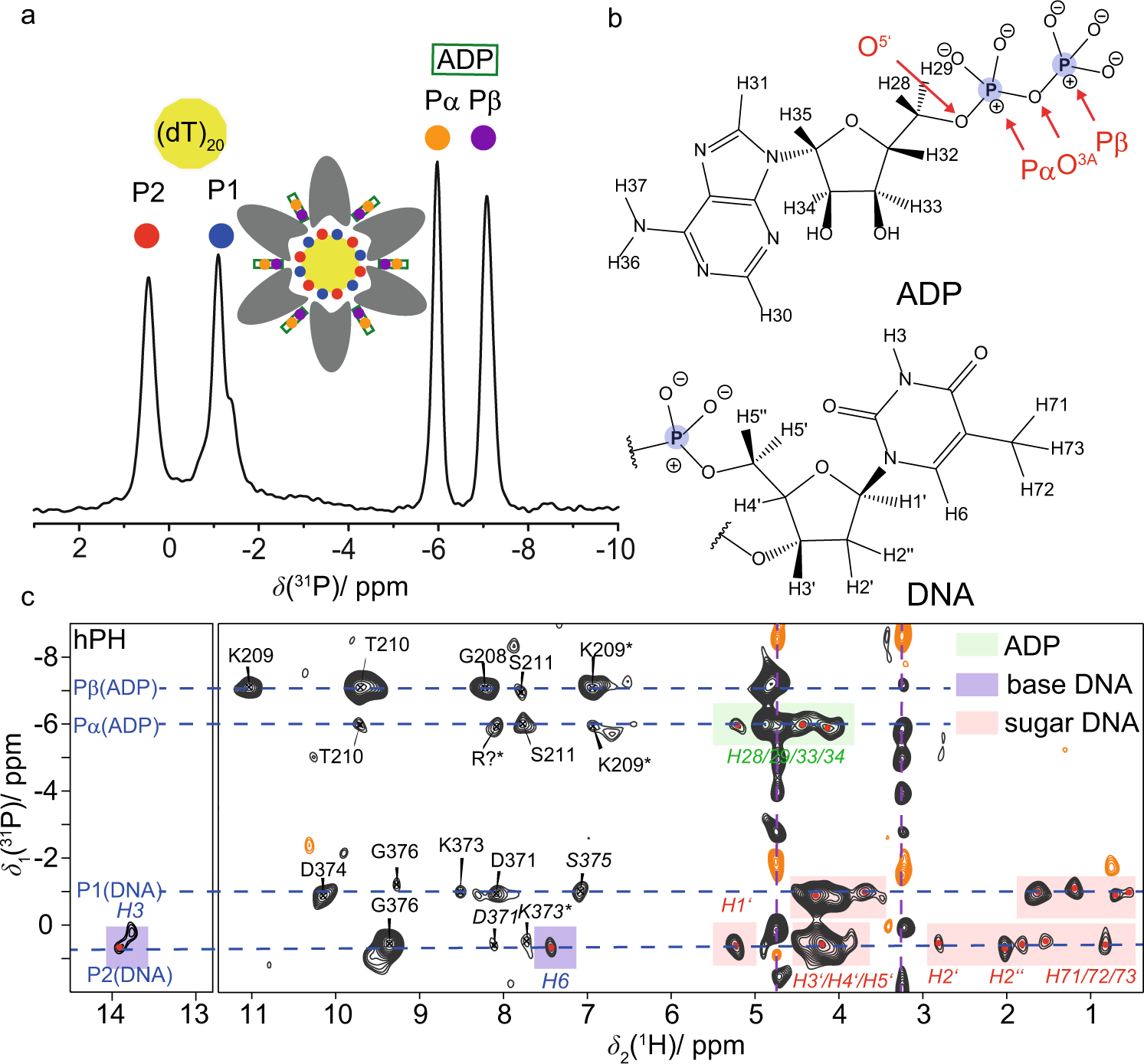 Fig. 3: ADP and DNA recognition in DnaB highlighted by phosphorus-proton contacts identified at fast MAS.