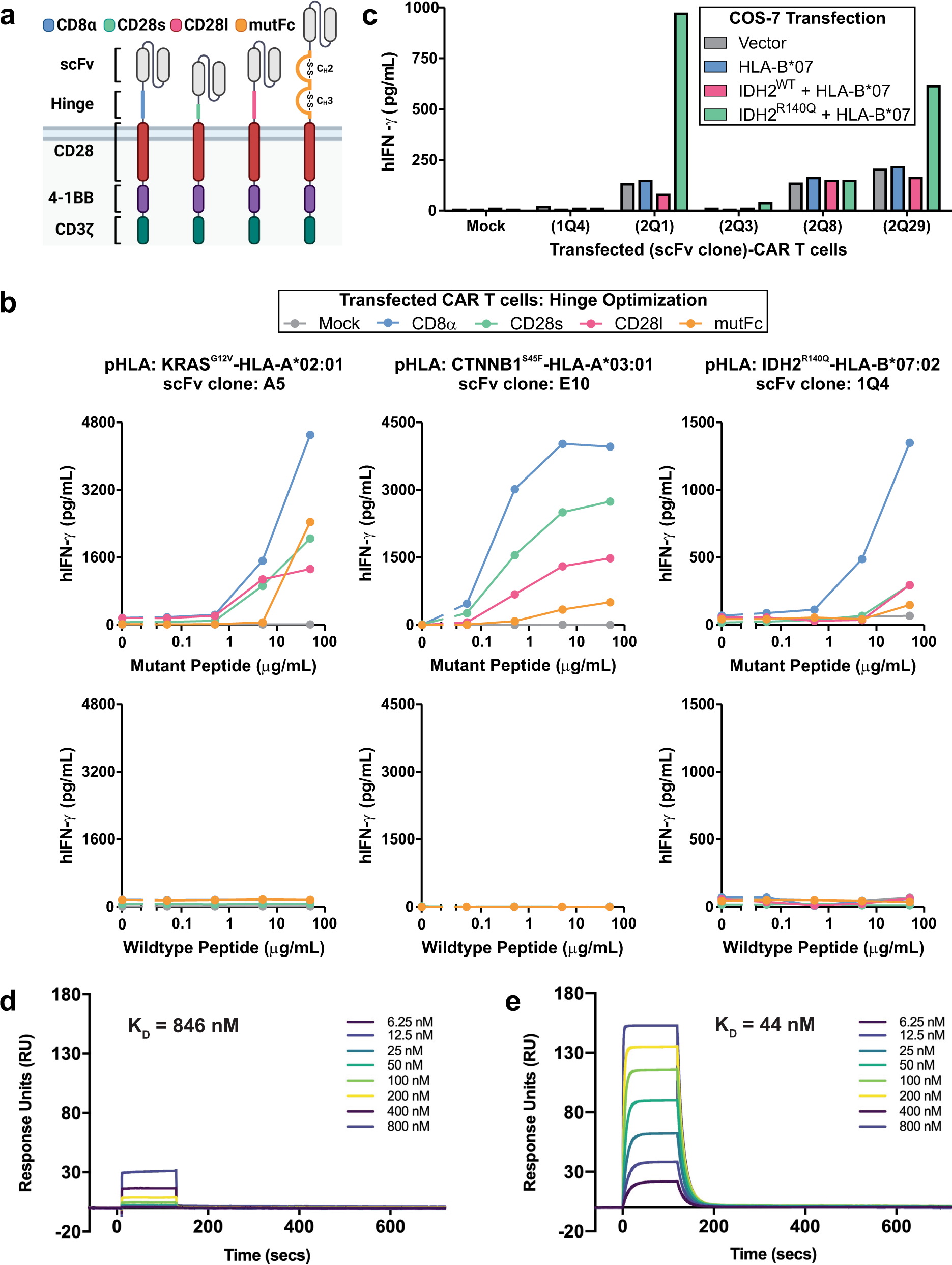 Fig. 1: Hinge region optimization of HLA-restricted MANA-targeting CARs.