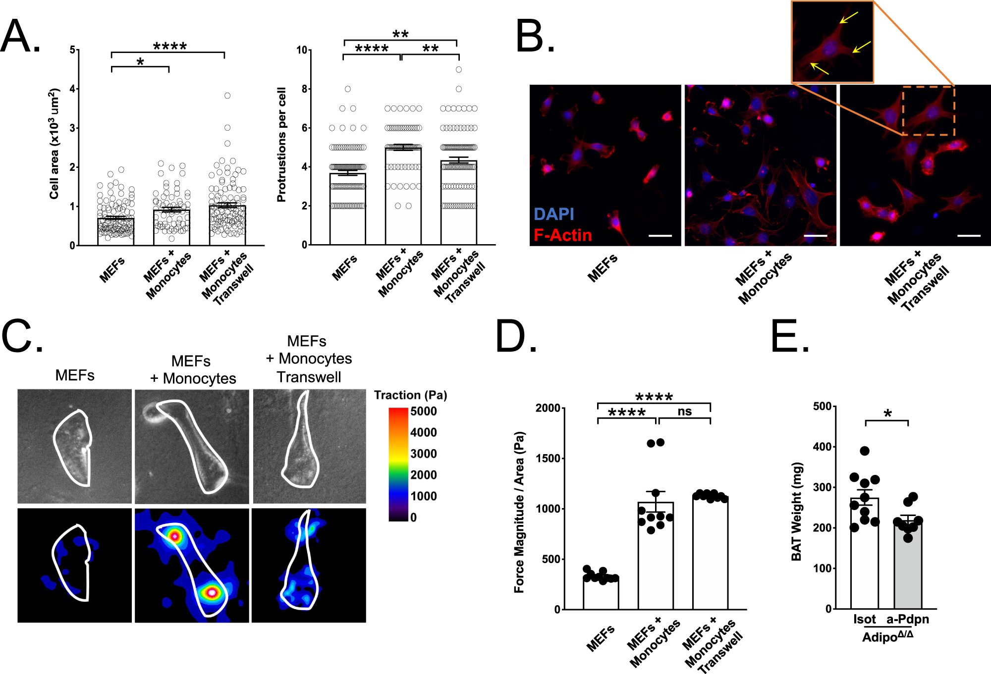 Fig. 5: Monocyte interaction with fibroblasts through the Podoplanin axis is required for BAT expansion.