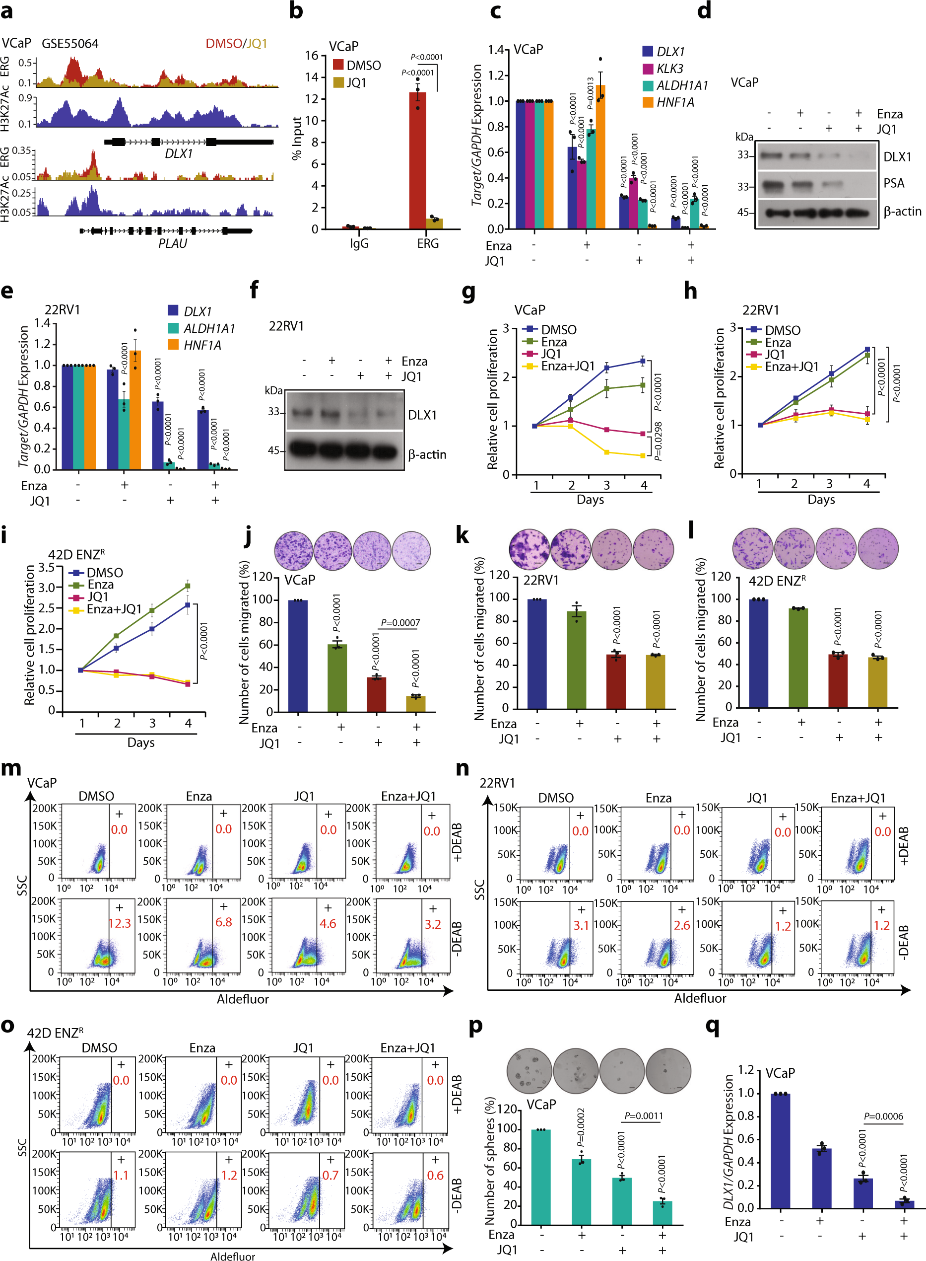 Fig. 7: BET inhibitor alone or in combination with Enzalutamide downregulates DLX1 expression and mitigates its oncogenic properties.