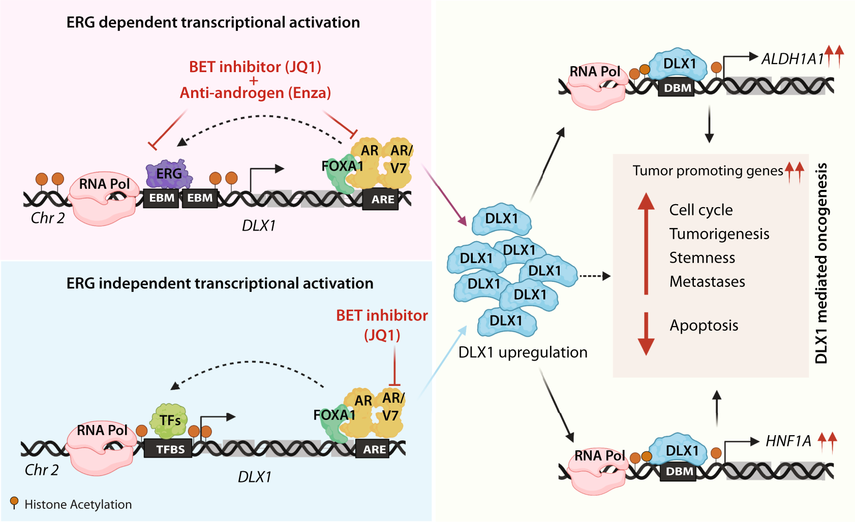 Fig. 9: Schematic showing transcriptional regulation of DLX1 and therapeutic utility of BET inhibitor and anti-androgen in suppressing DLX1-mediated oncogenic effects.