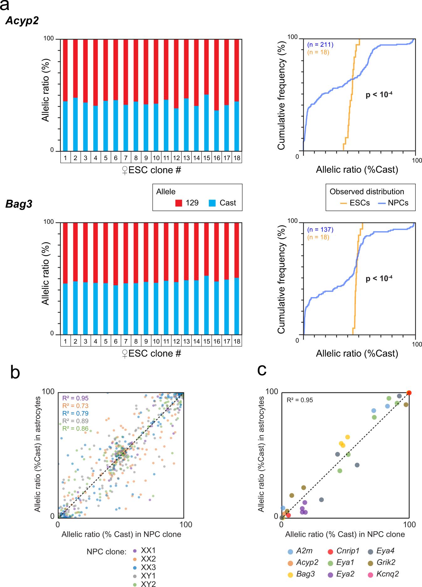 Fig. 3: Allele-specific expression is established during differentiation and then maintained.