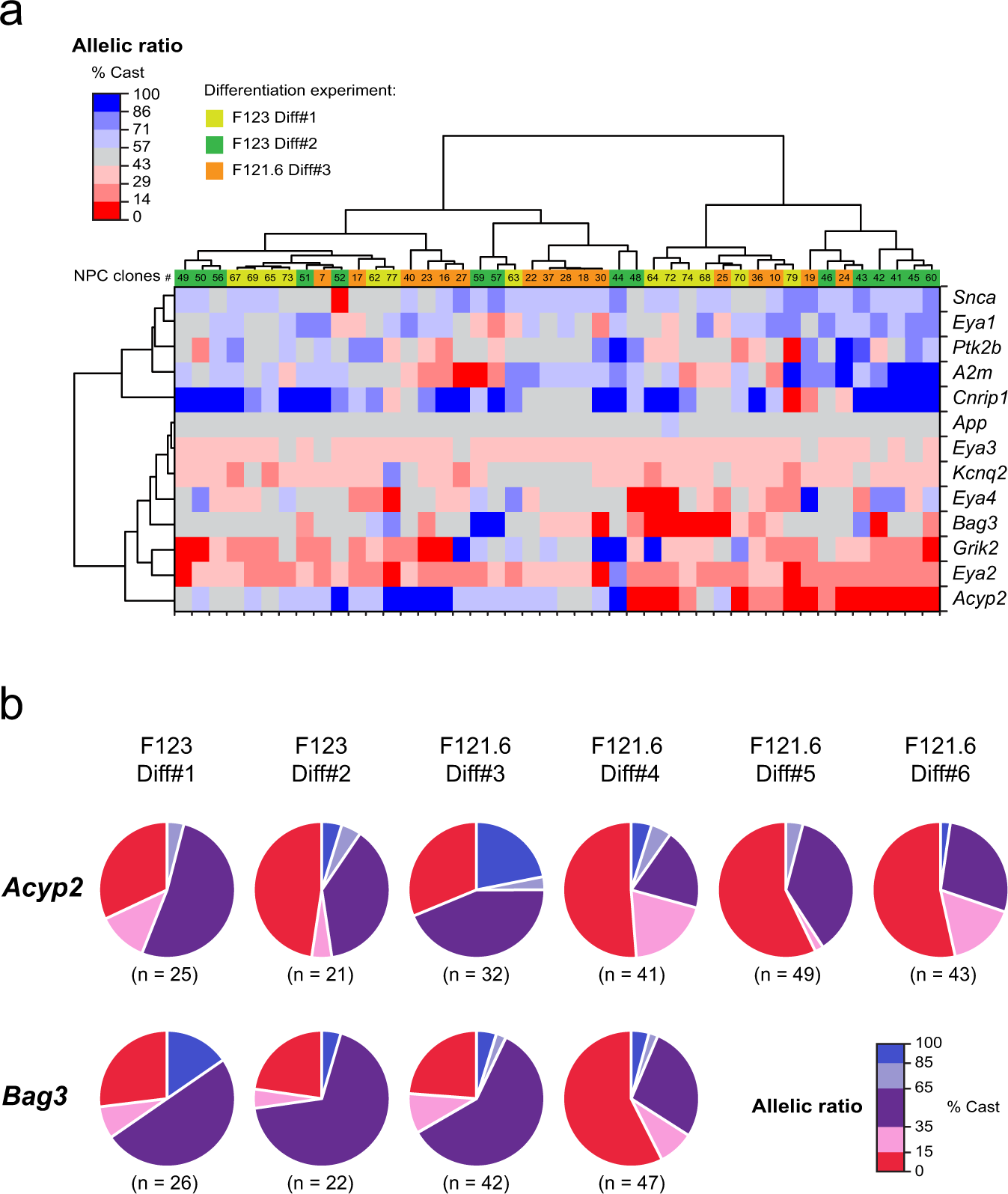 Fig. 4: Allelic imbalance generates cellular diversity.