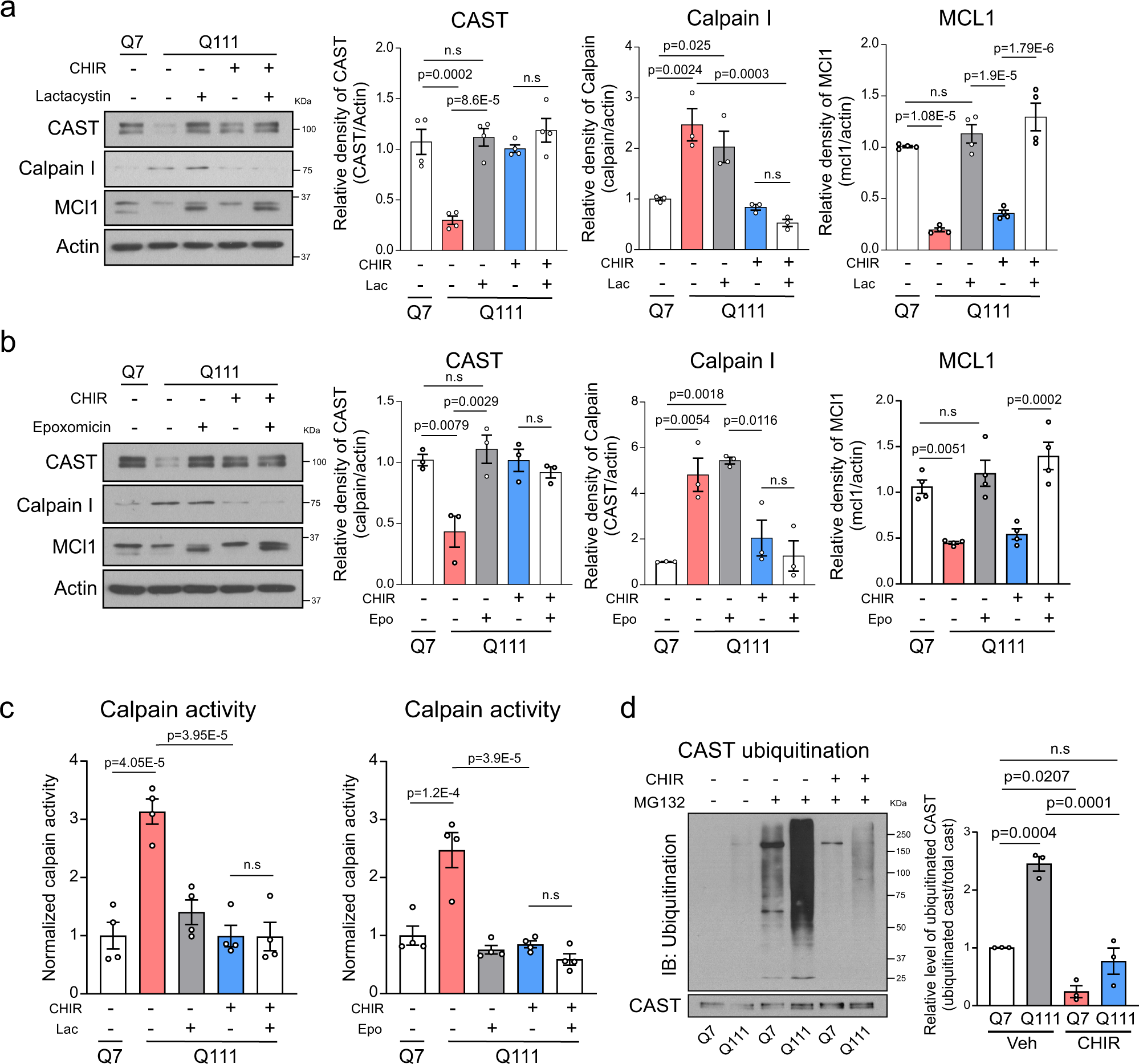 Fig. 6: CHIR99021 treatment stabilizes CAST in HD models.