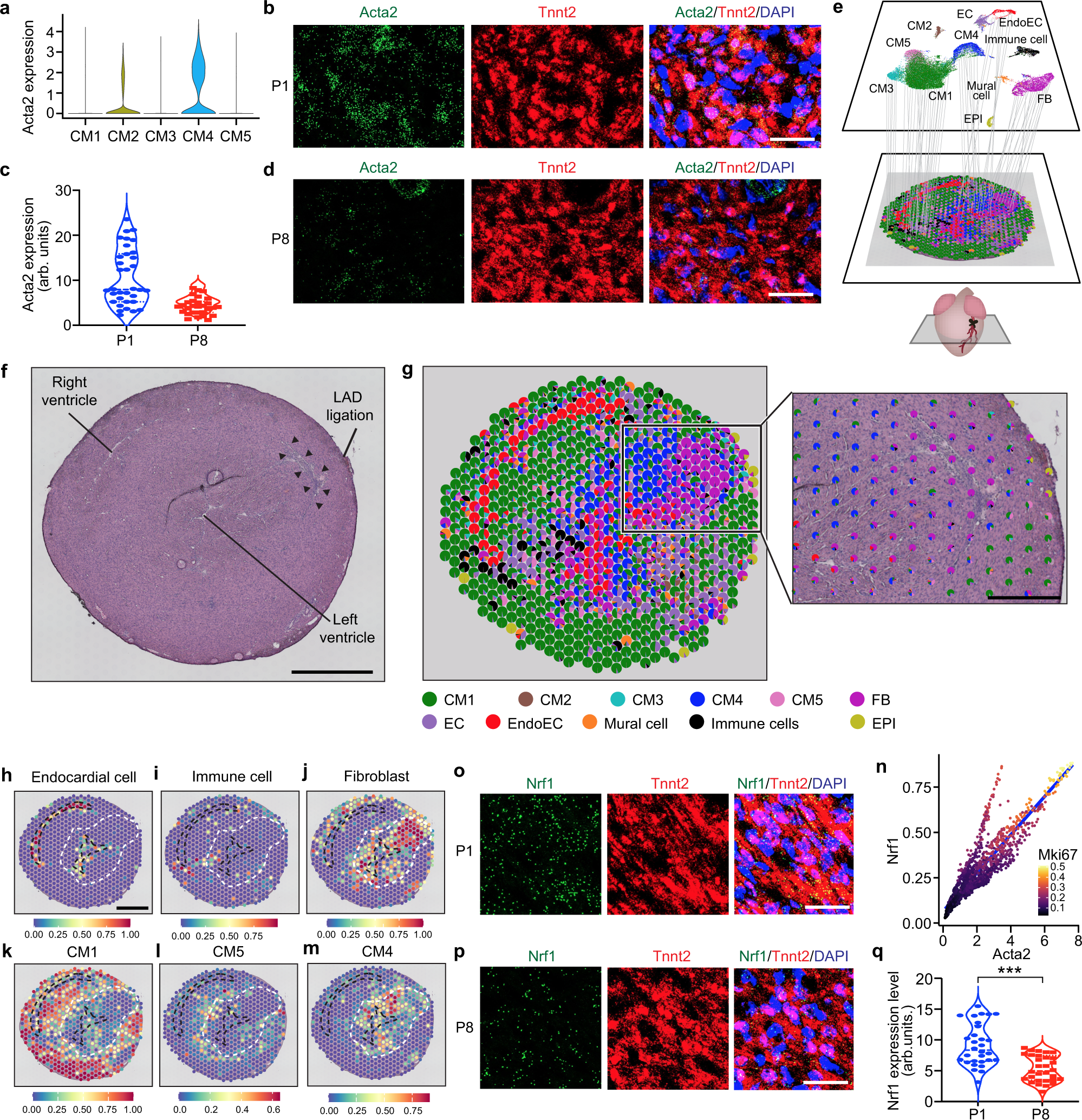 Fig. 1: Nrf1 is expressed in regenerative CM4 cardiomyocytes.