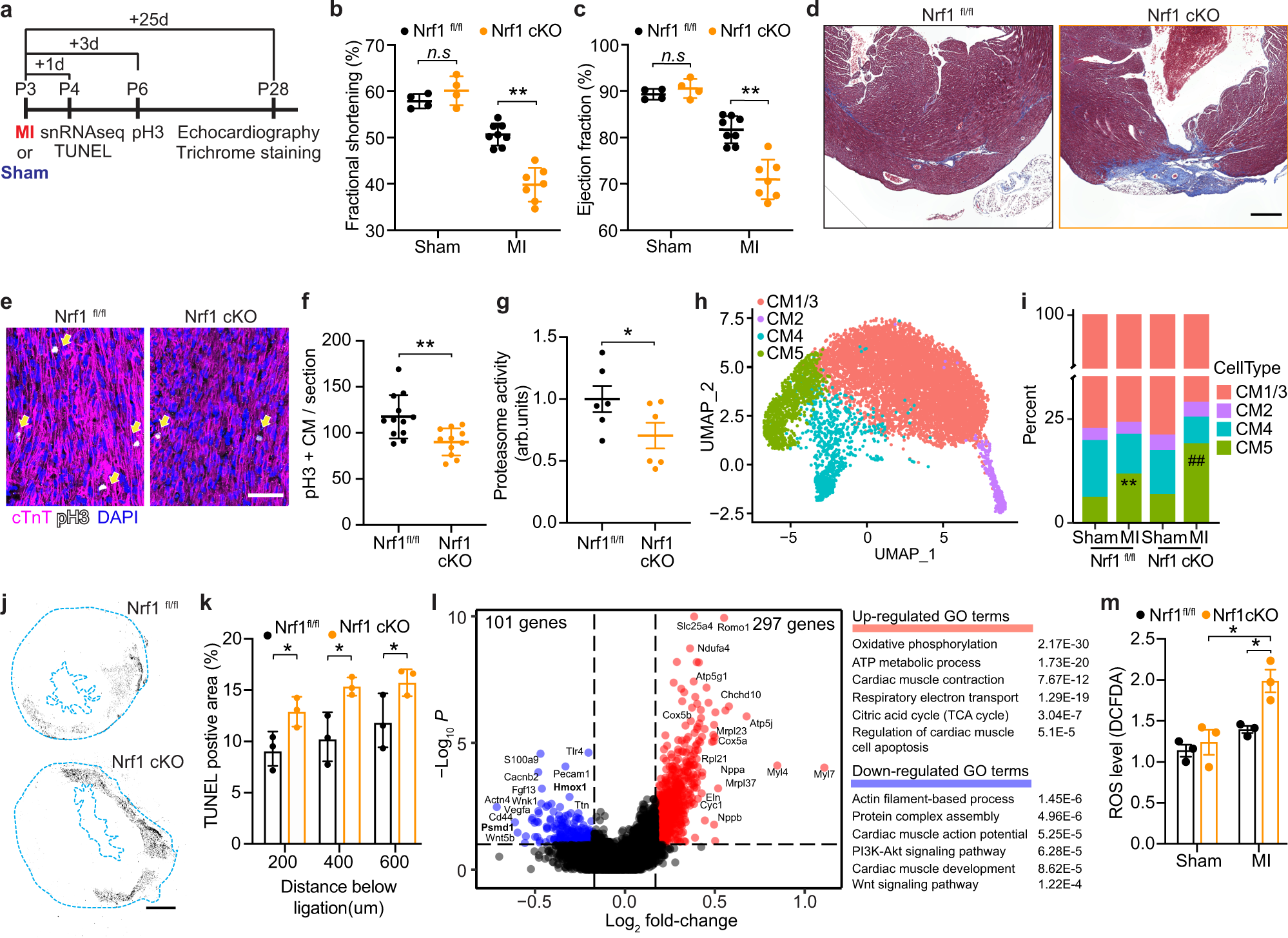 Fig. 2: Nrf1 deletion impairs neonatal heart regeneration.